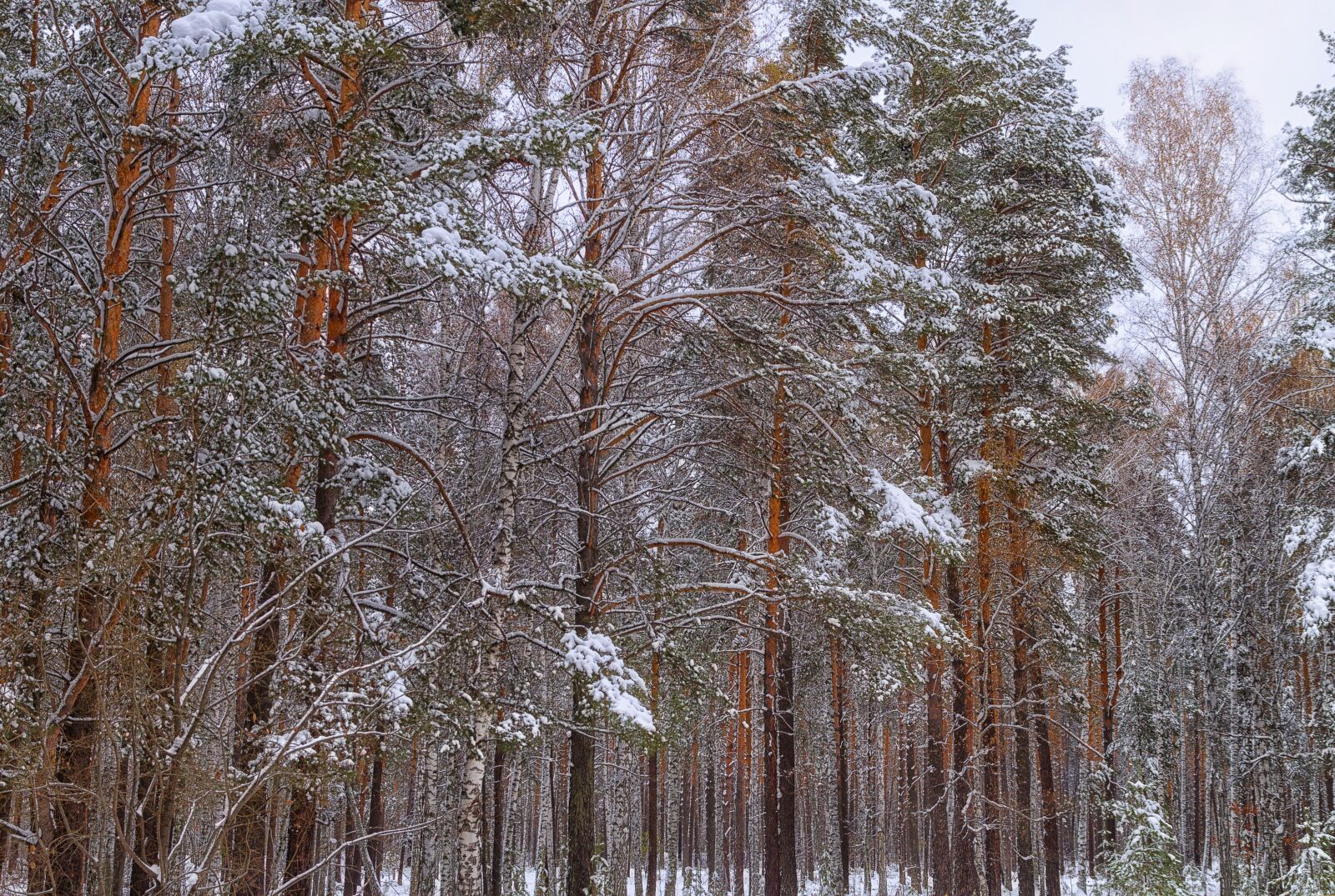 Pentax K-500 sample photo. Forest, snow, winter photography