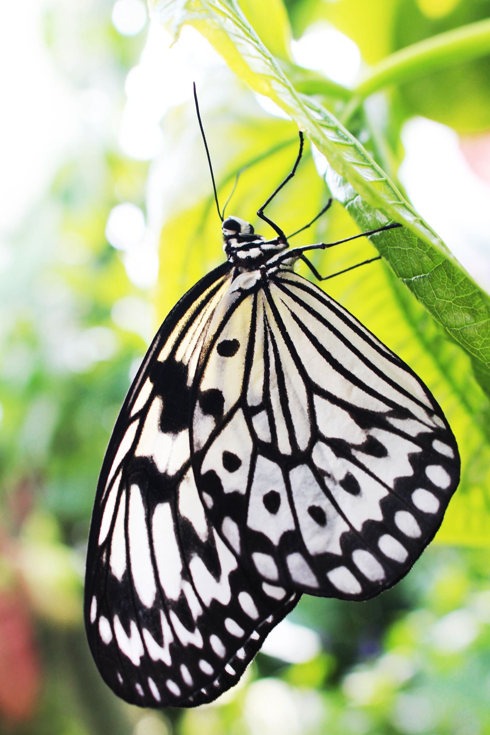 Canon EOS 700D (EOS Rebel T5i / EOS Kiss X7i) sample photo. Idea leuconoe, black and photography