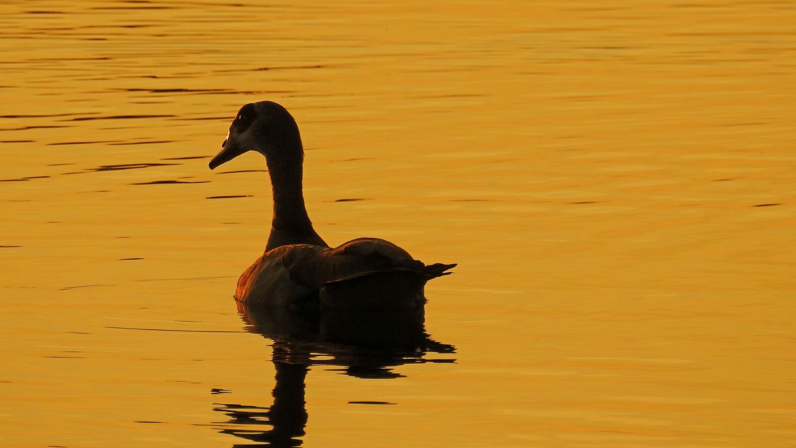 Nikon Coolpix P900 sample photo. Golden hour, sunset, water photography