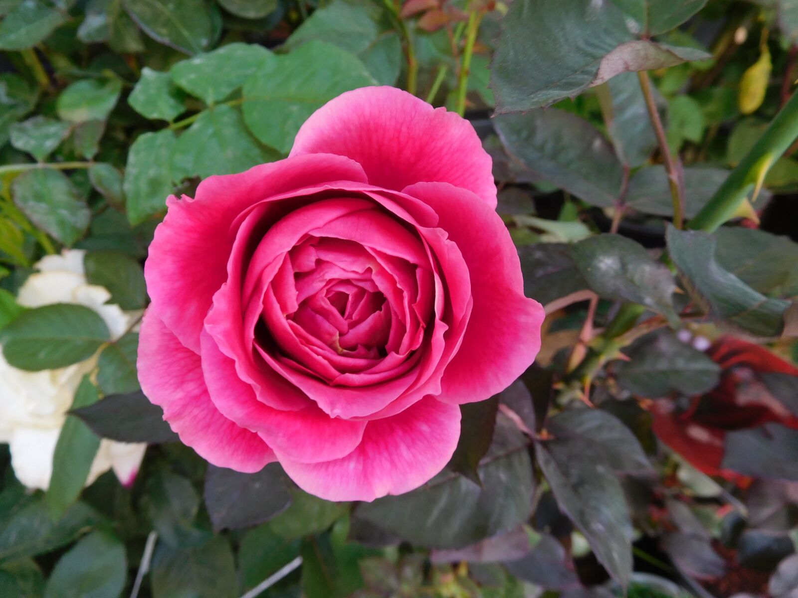 Nikon Coolpix S7000 sample photo. Rose, flower, pink photography