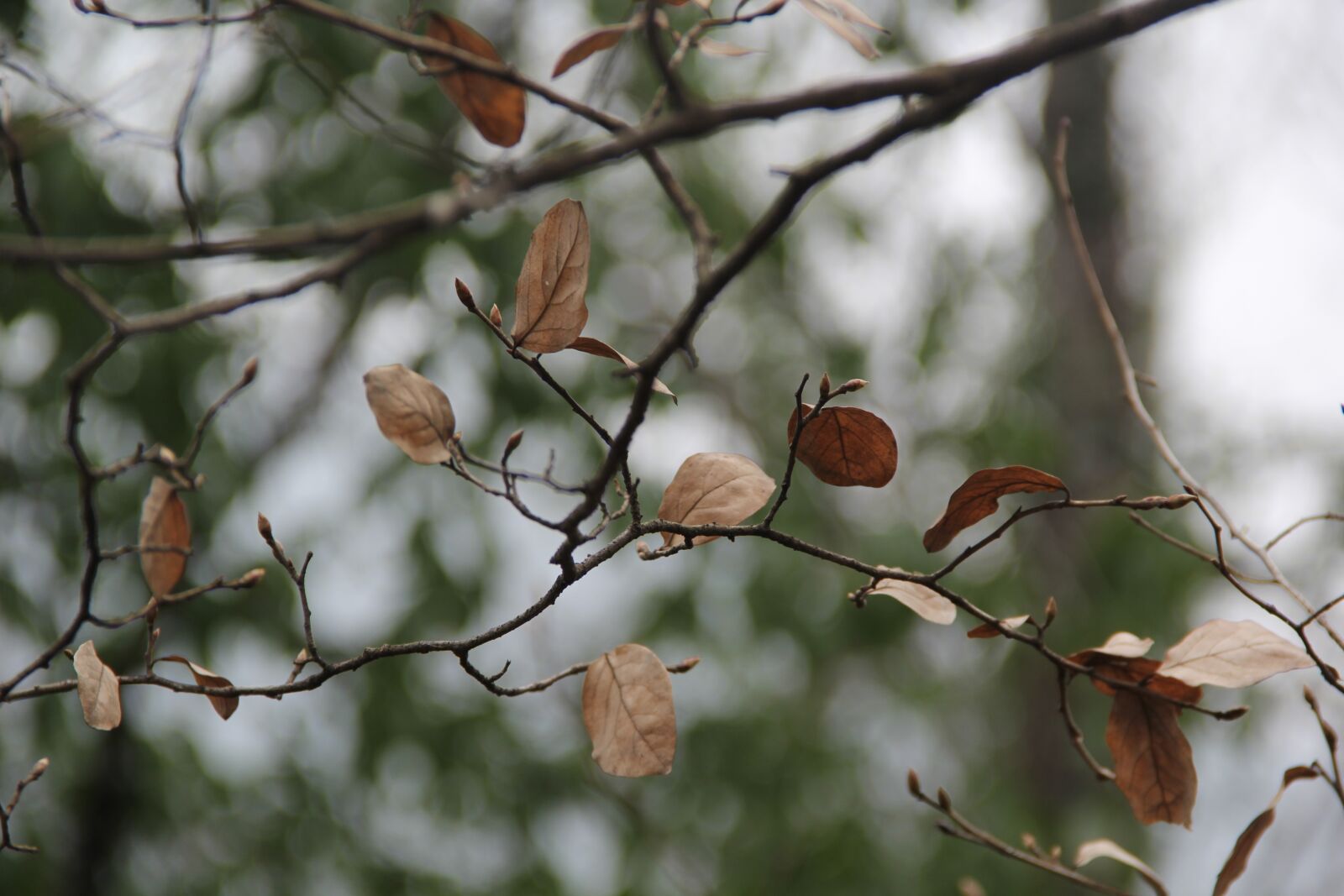 Canon EF-S 18-135mm F3.5-5.6 IS sample photo. Defoliation, deadwood, blur photography