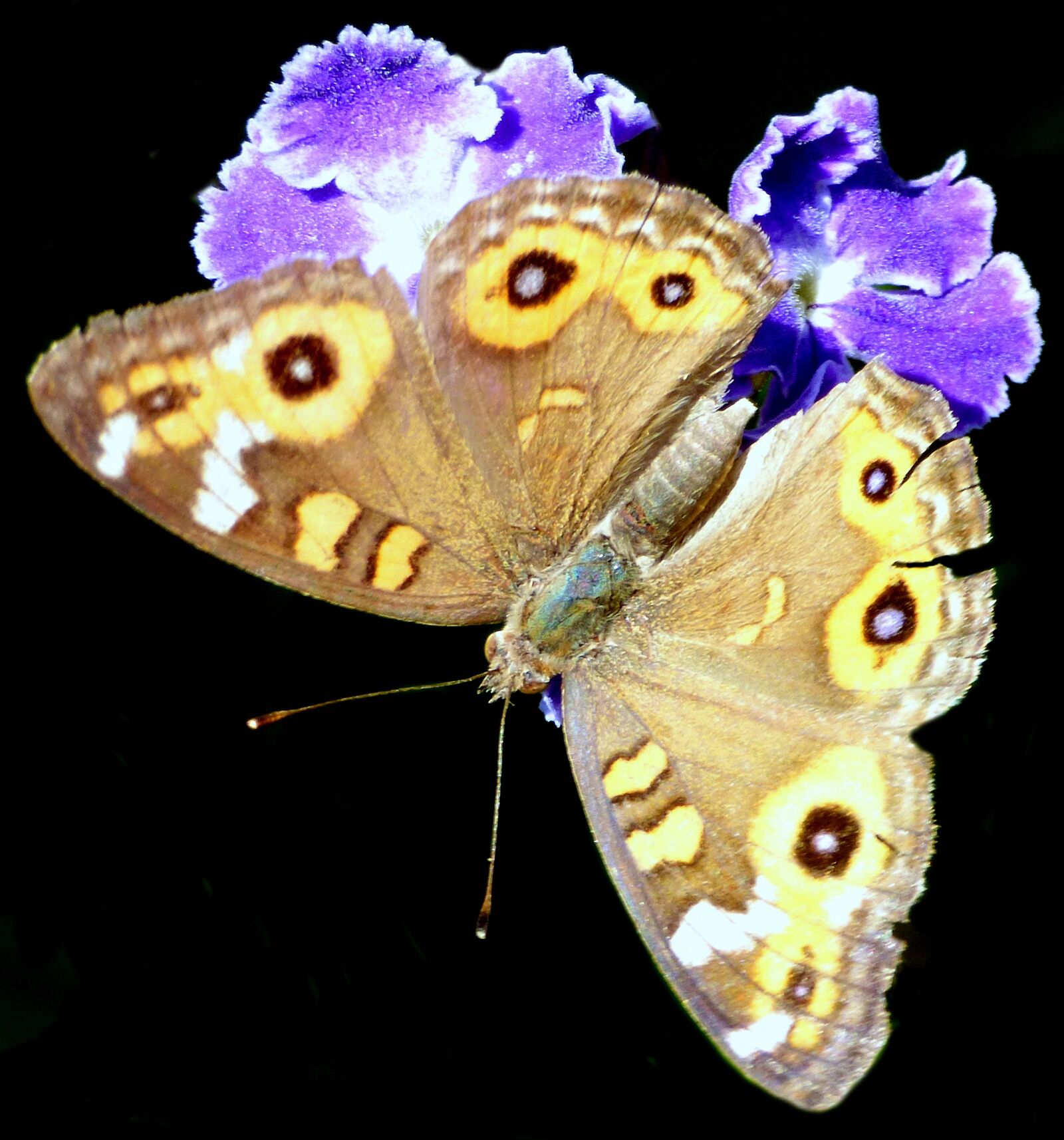 Panasonic Lumix DMC-FZ70 sample photo. Butterfly, brown butterfly, brown photography