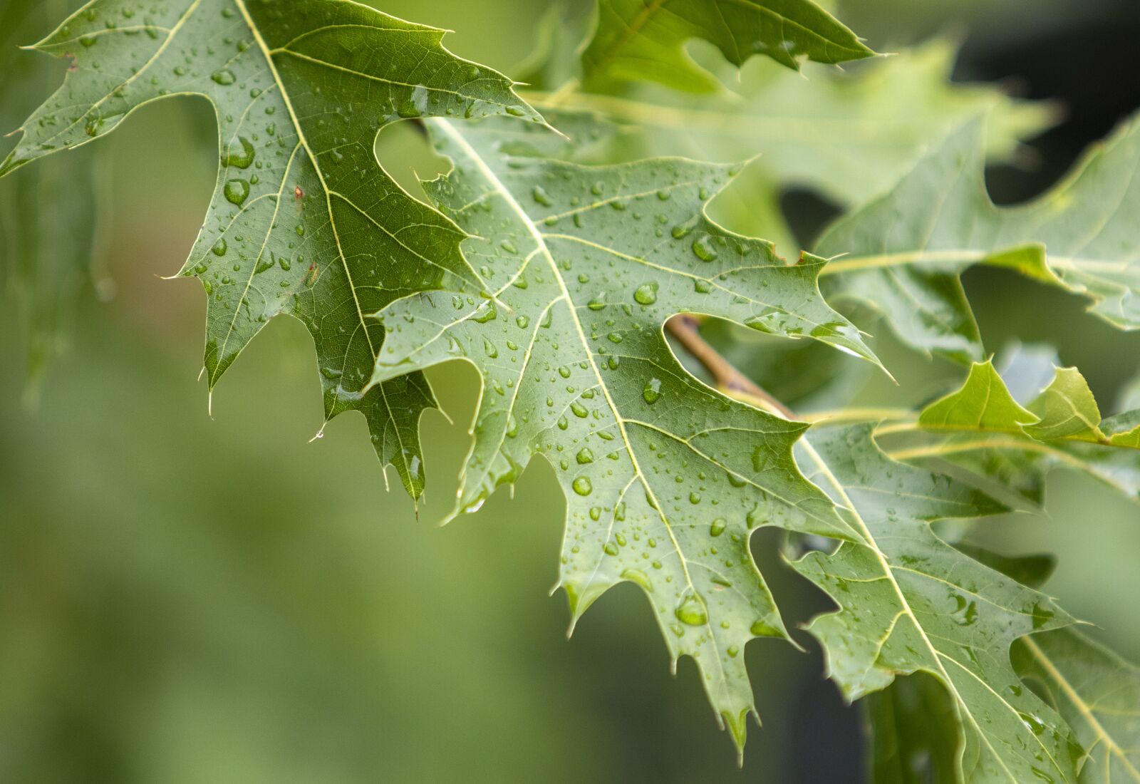 Canon EOS 7D Mark II + Canon EF 70-200mm F2.8L IS USM sample photo. Leaves, rain, nature photography