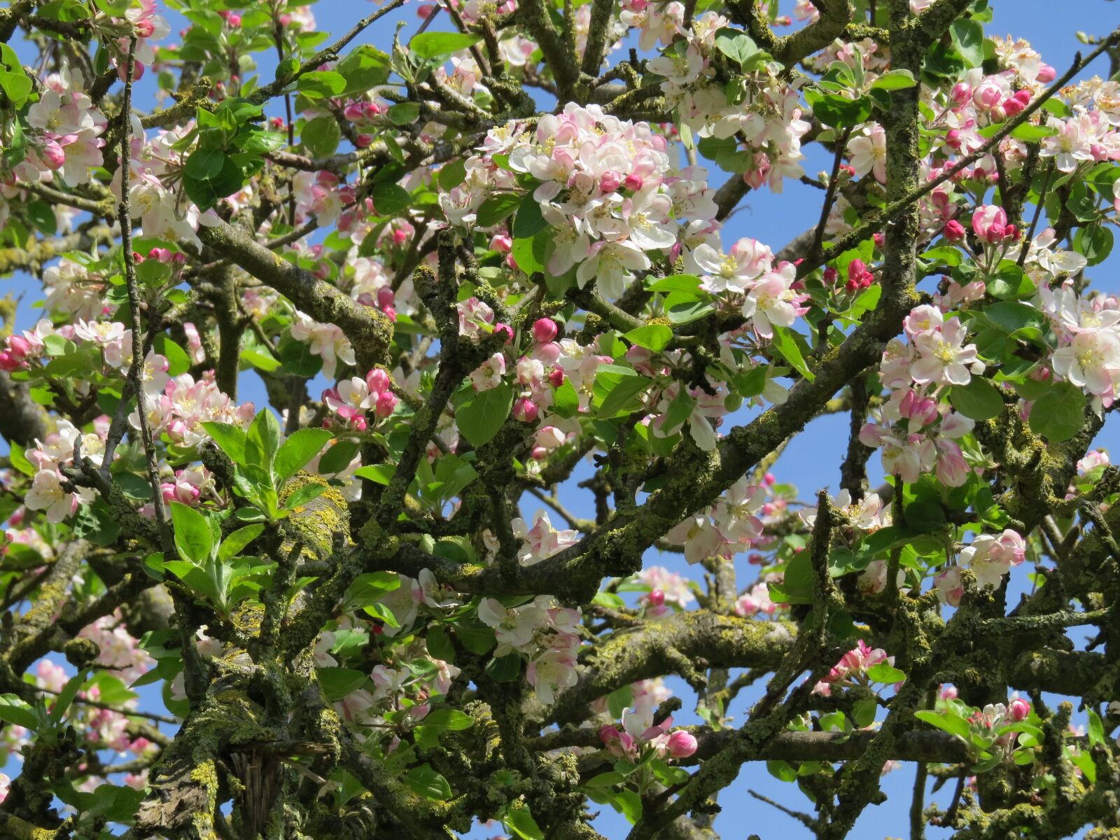 Canon PowerShot SX50 HS sample photo. Spring, apple, flower photography