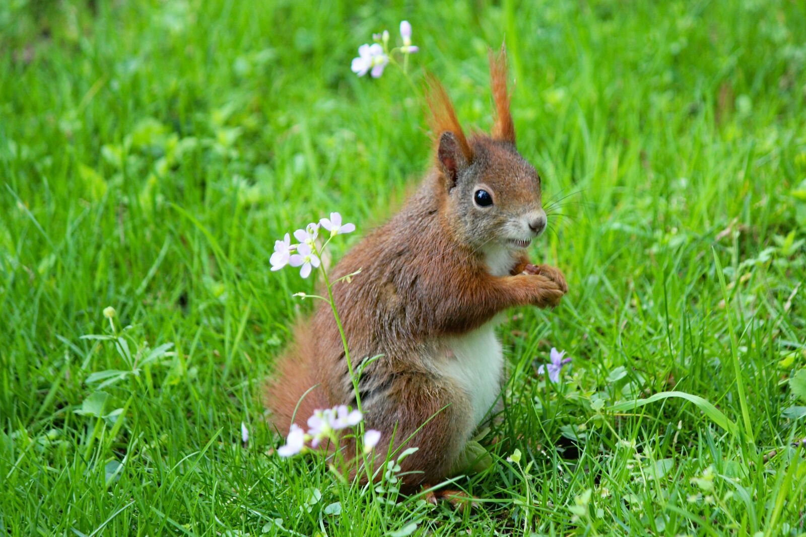 Canon EOS 550D (EOS Rebel T2i / EOS Kiss X4) sample photo. The squirrel, rodent, standing photography
