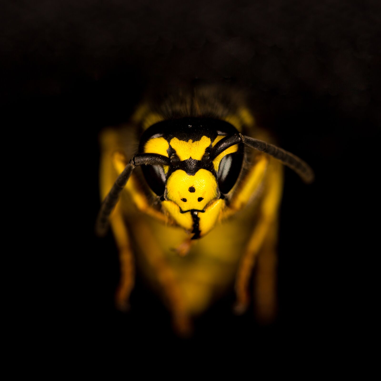 Canon EOS 6D Mark II sample photo. Macro, wasp, insect photography