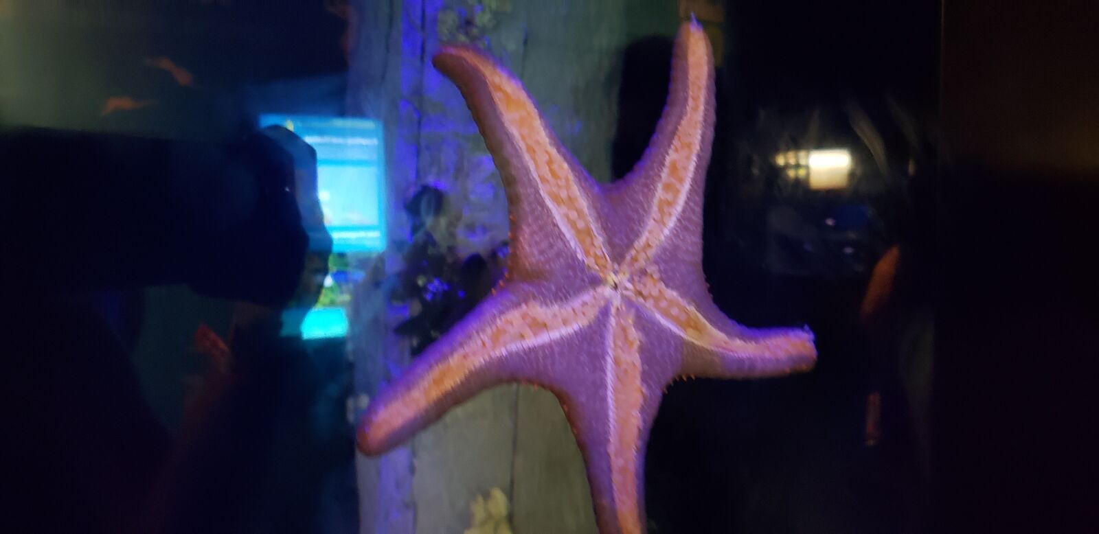 Samsung Galaxy Note9 sample photo. Starfish, ocean, sea photography