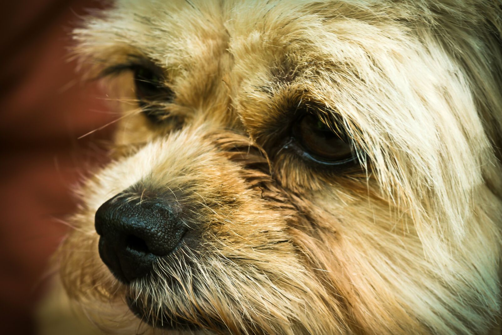 Olympus OM-D E-M10 sample photo. Dog, animal, pet photography