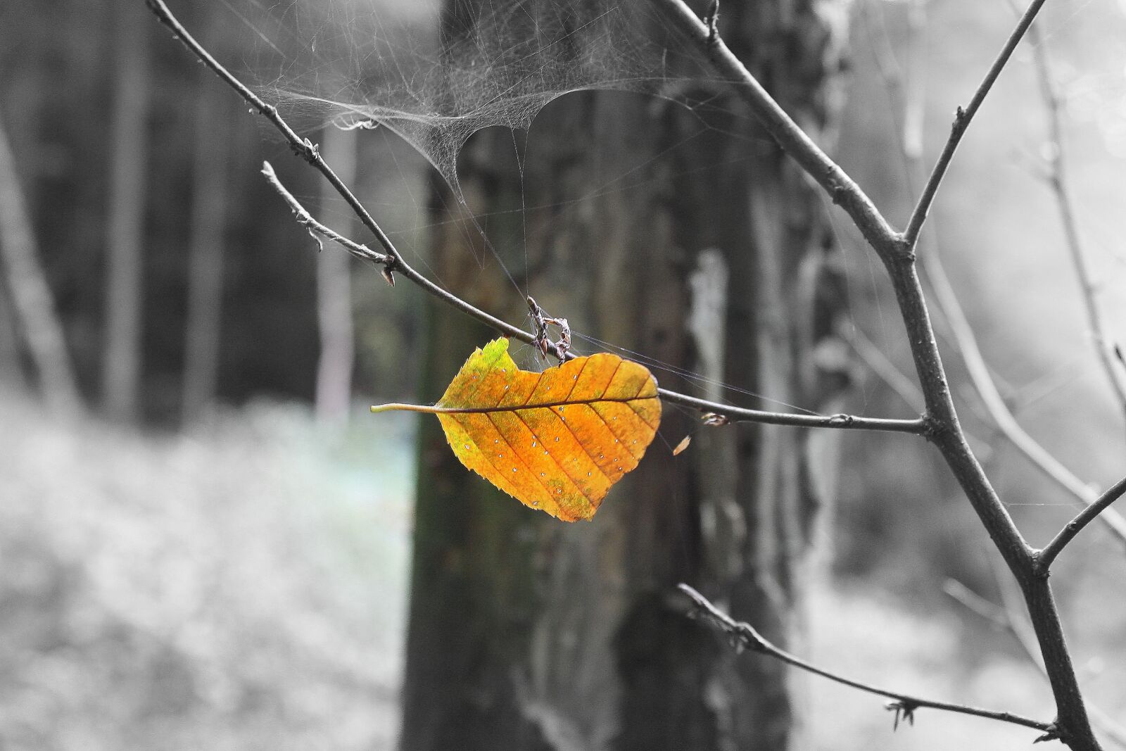 Canon EOS 1000D (EOS Digital Rebel XS / EOS Kiss F) sample photo. Leaf, autumn leaf, nature photography