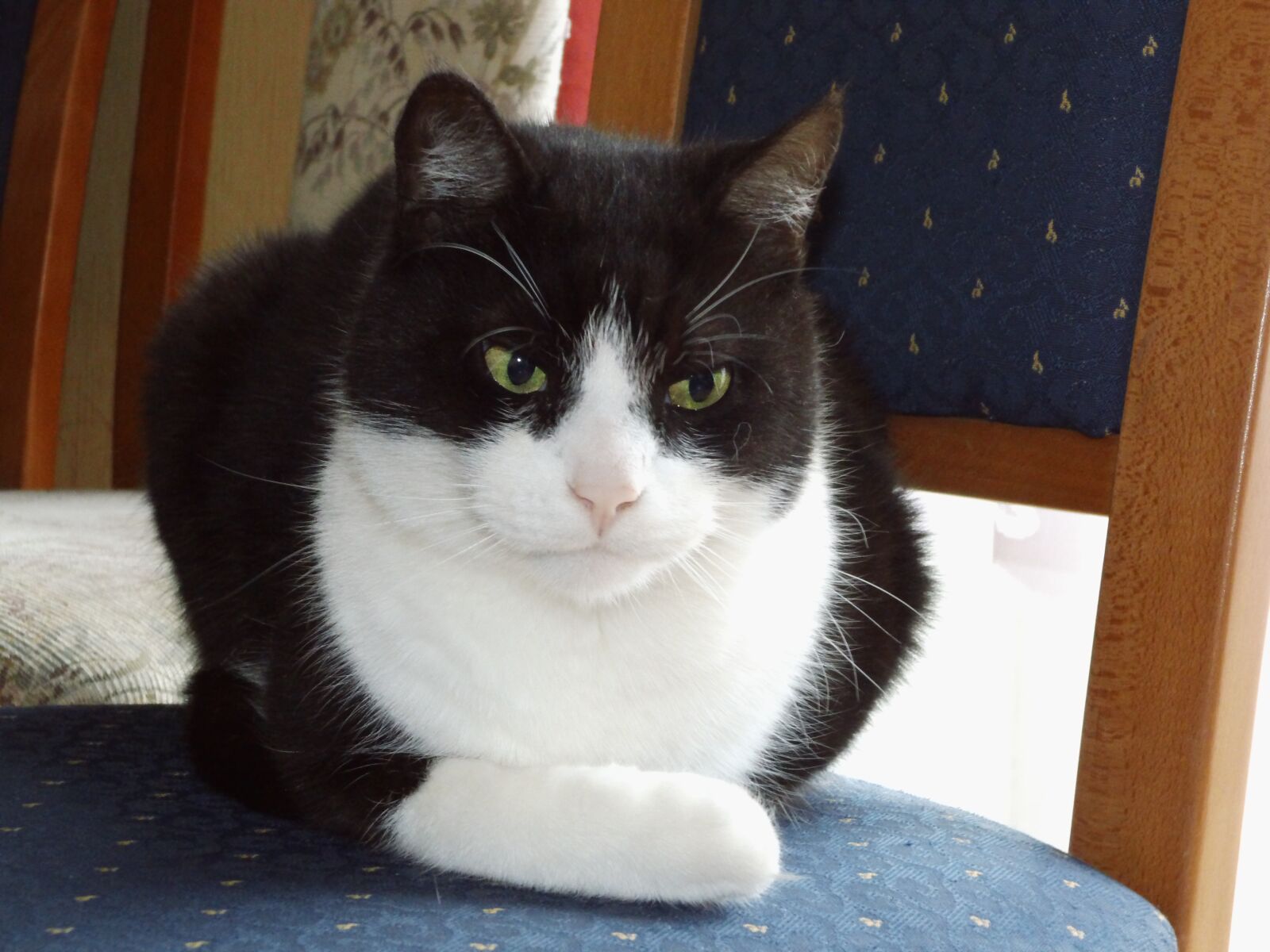 Benq GH700 sample photo. Cat, chair, peace of photography
