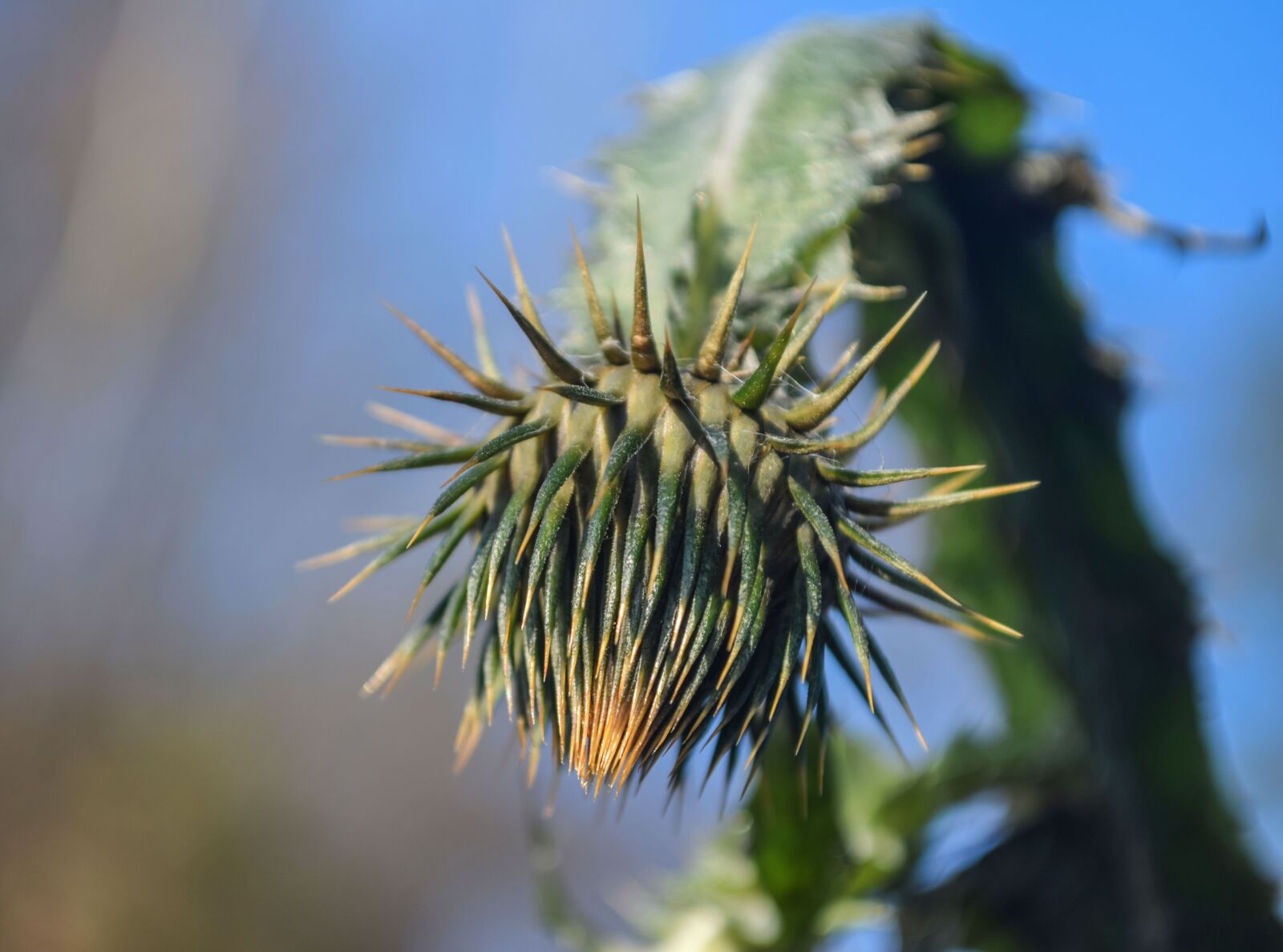 Nikon D5300 sample photo. Odkvitnutie, flower, macro photography