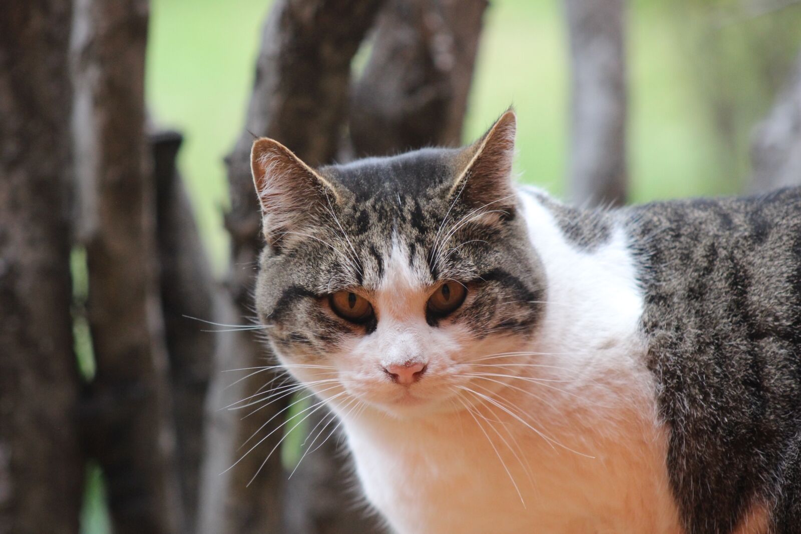 Canon EOS 600D (Rebel EOS T3i / EOS Kiss X5) sample photo. Cat, gata, pet photography