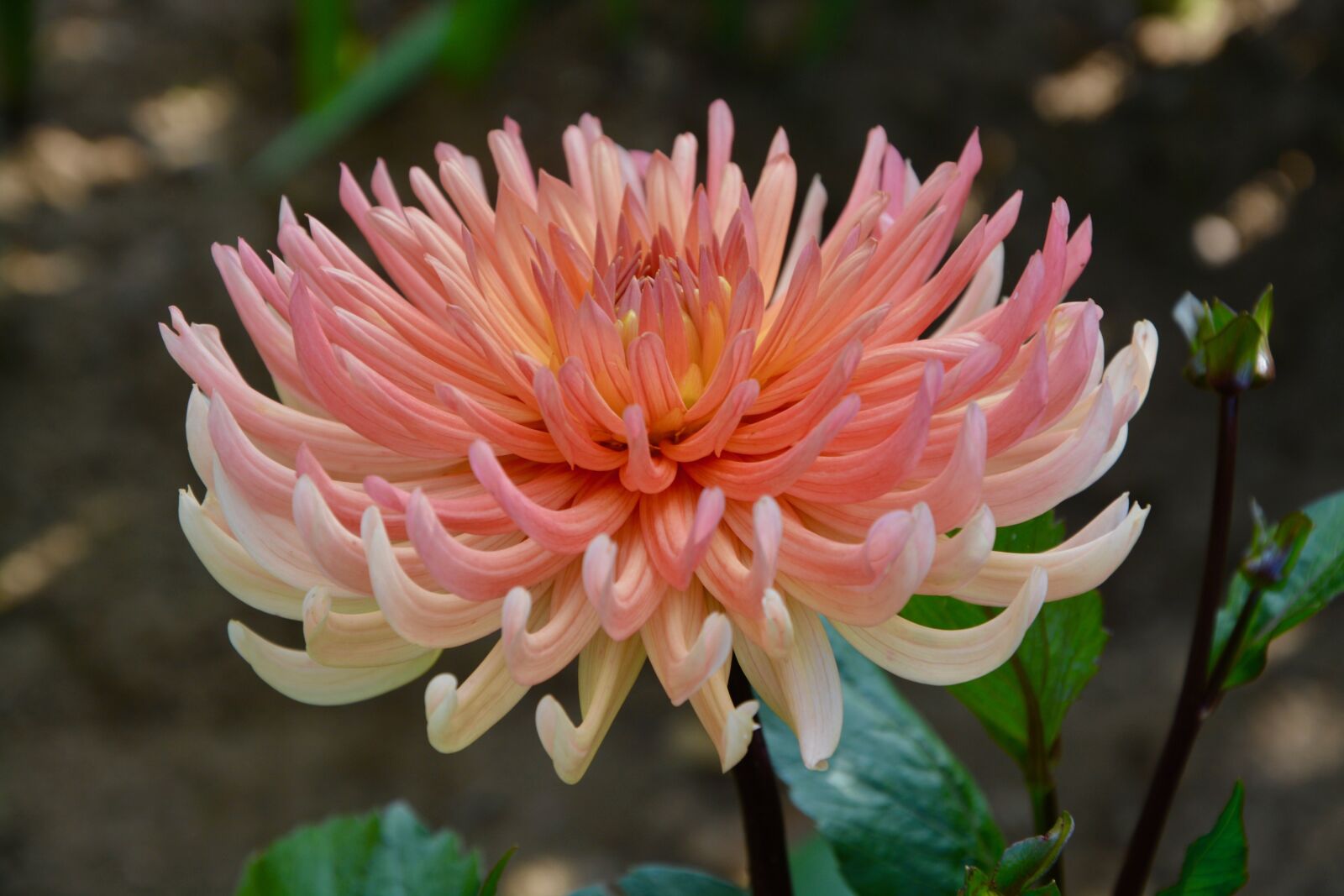 Nikon D5200 sample photo. Flower, flower color pink photography
