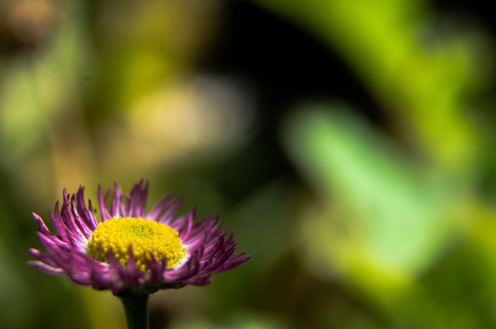 Nikon D5100 sample photo