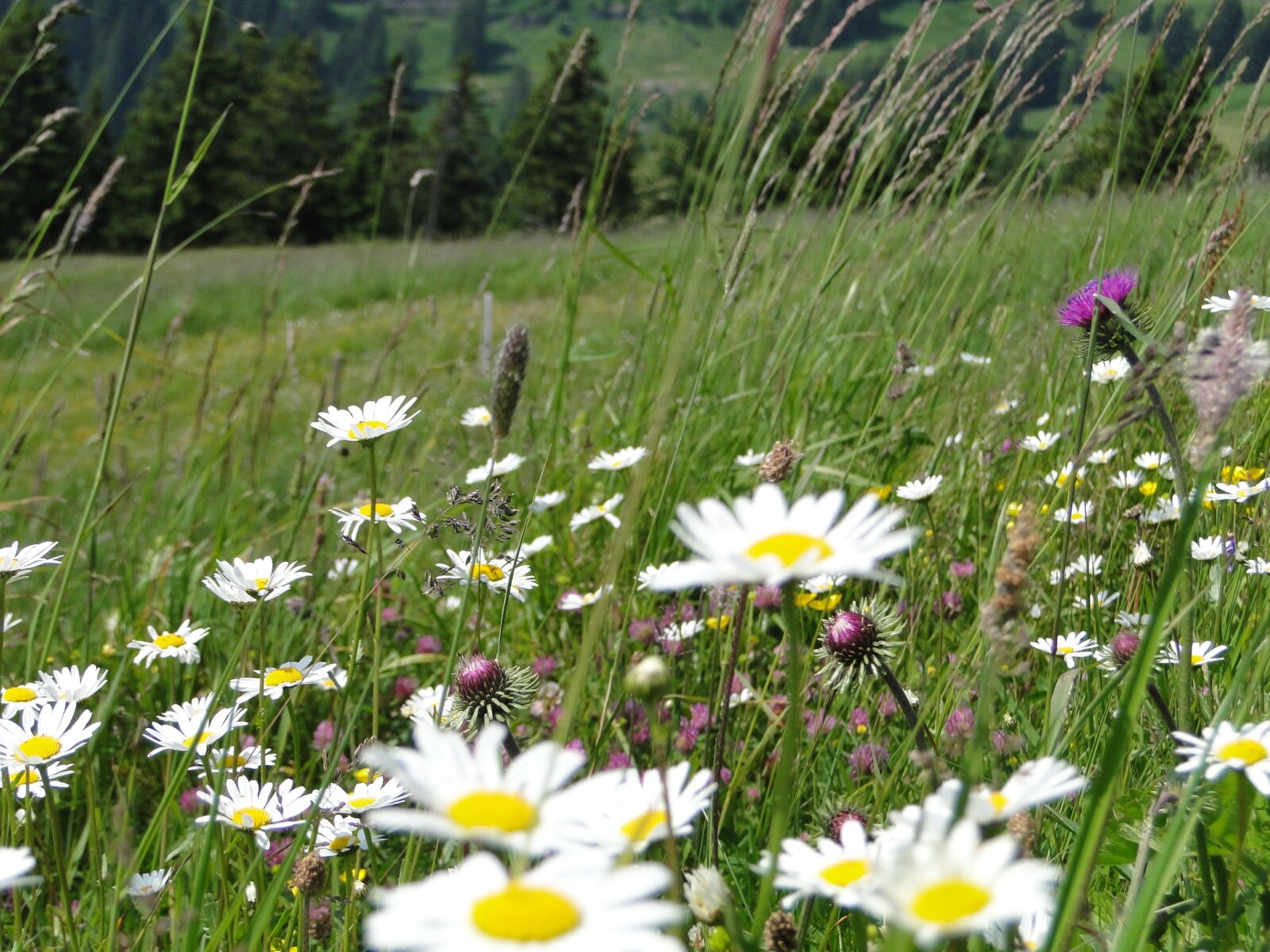 Sony Cyber-shot DSC-HX1 sample photo. Summer meadow, flower meadow photography
