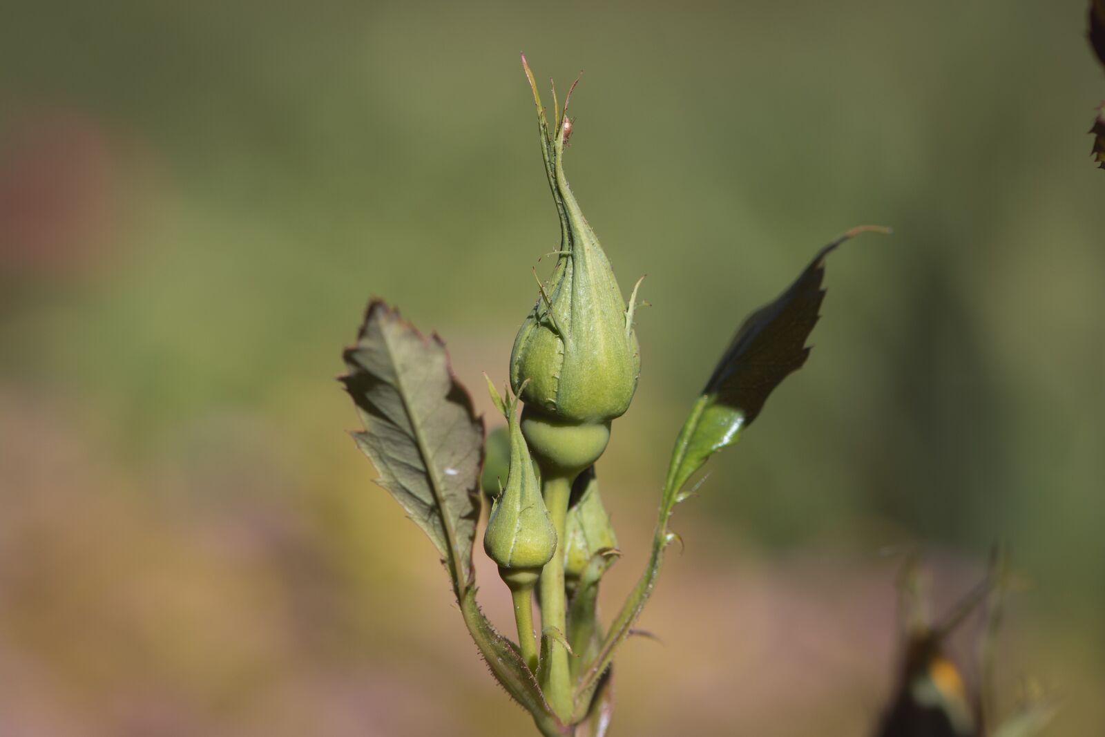 Nikon D7100 sample photo. Rose, bud, flower photography