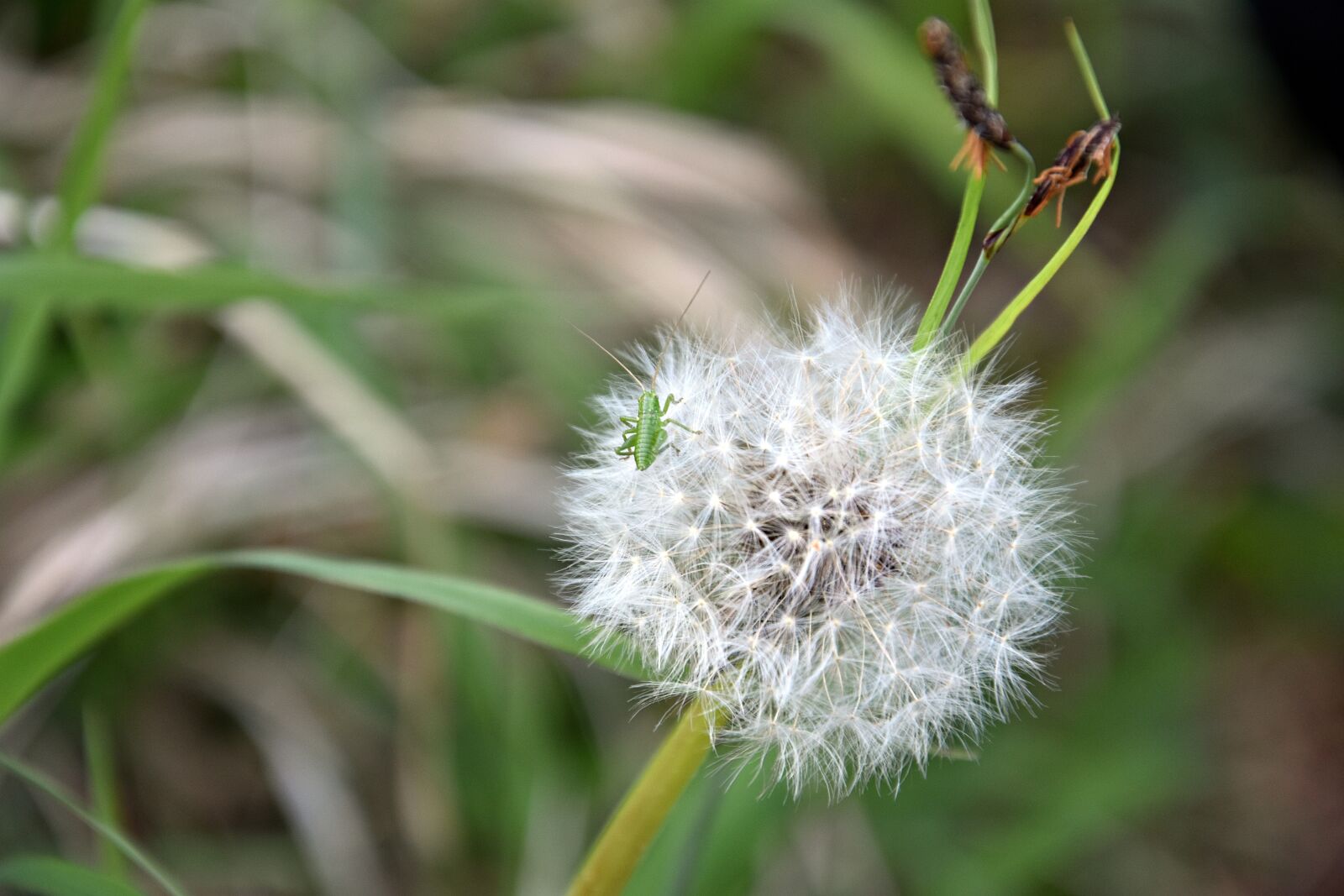 Nikon D3400 sample photo. Nature, plant, grass photography