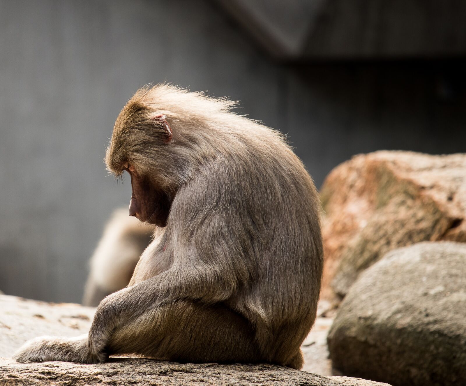 Canon EF-S 55-250mm F4-5.6 IS STM sample photo. Monkey, mammal, animal photography