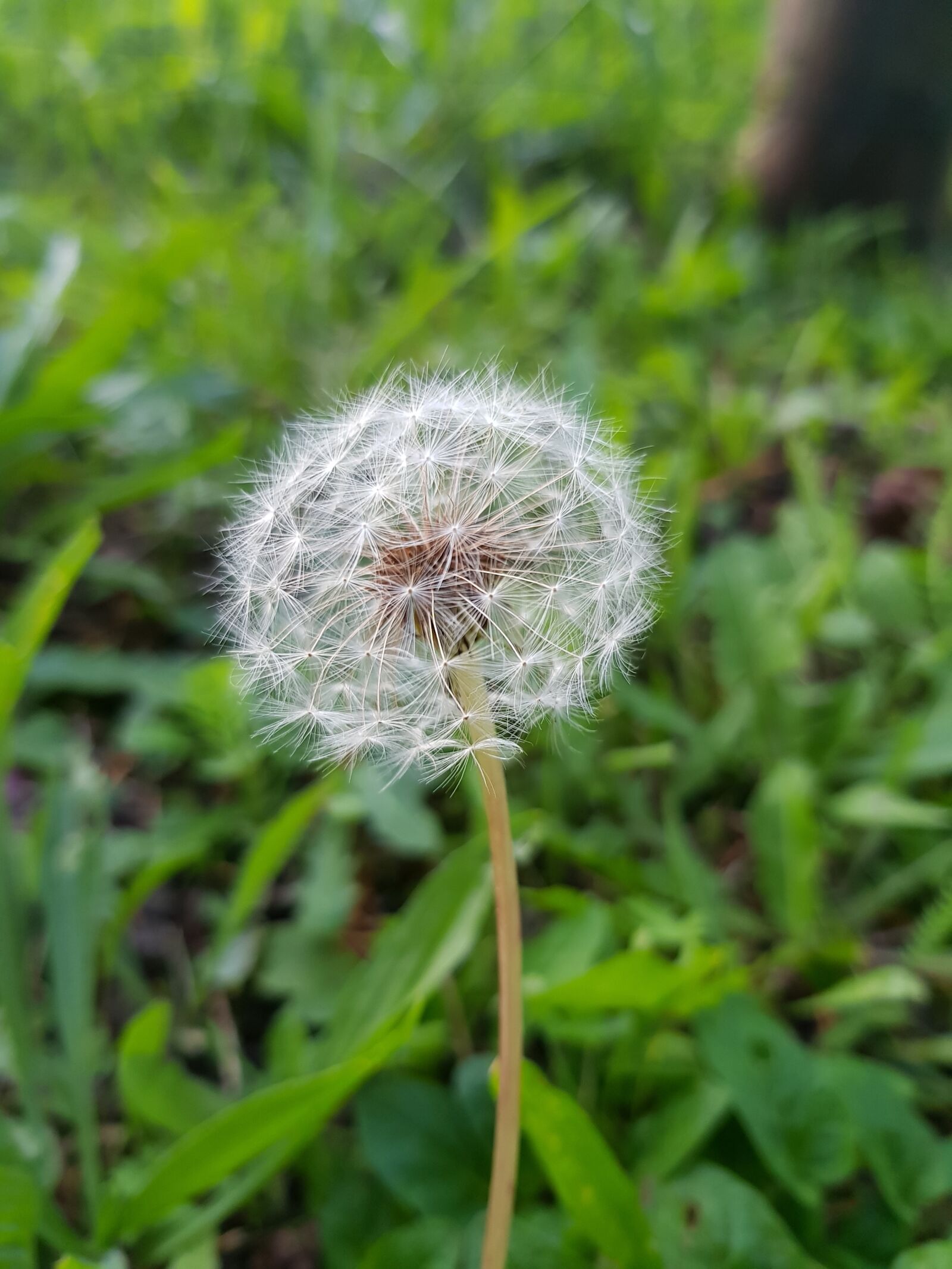 Samsung Galaxy S8 sample photo. Dandelion, grass, garden photography