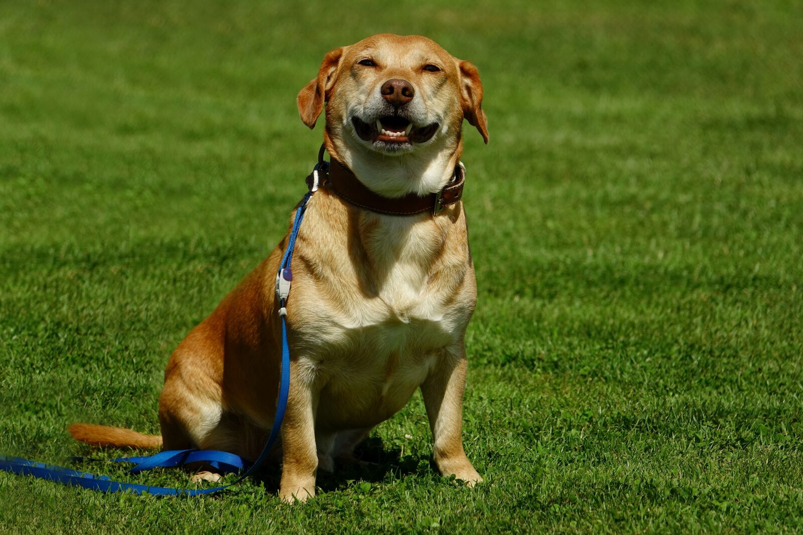 Sony Cyber-shot DSC-RX10 III sample photo. Animal, dog, mammal photography