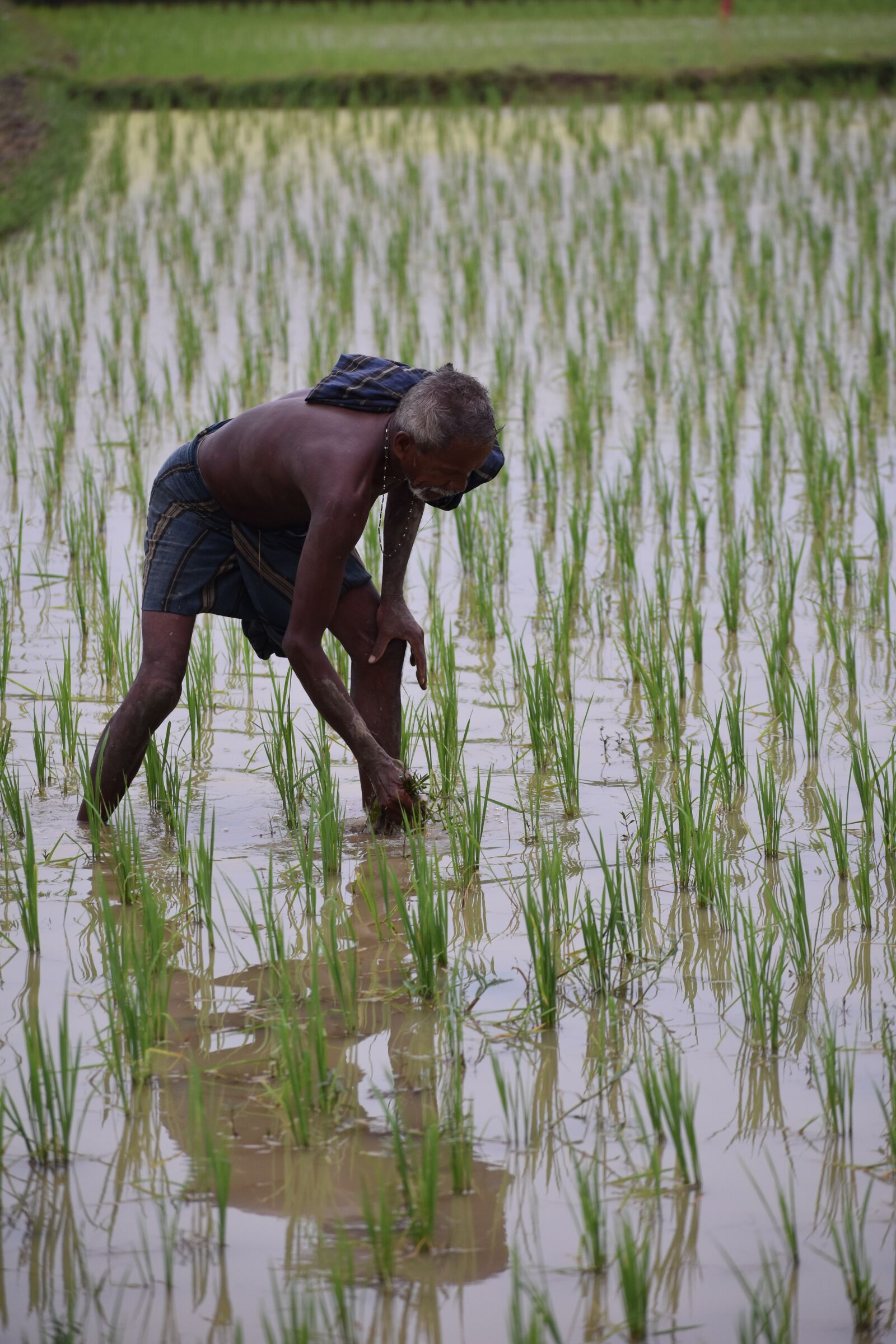 Nikon D3400 sample photo. Transplanted, rice, odisha photography