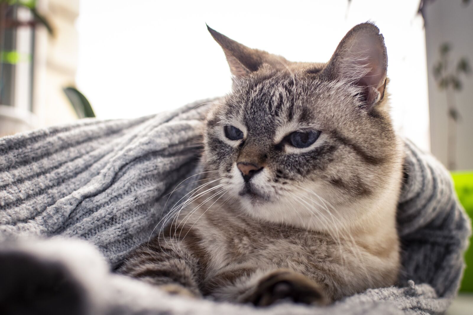 Nikon D5300 sample photo. Cat, cats, kitten photography