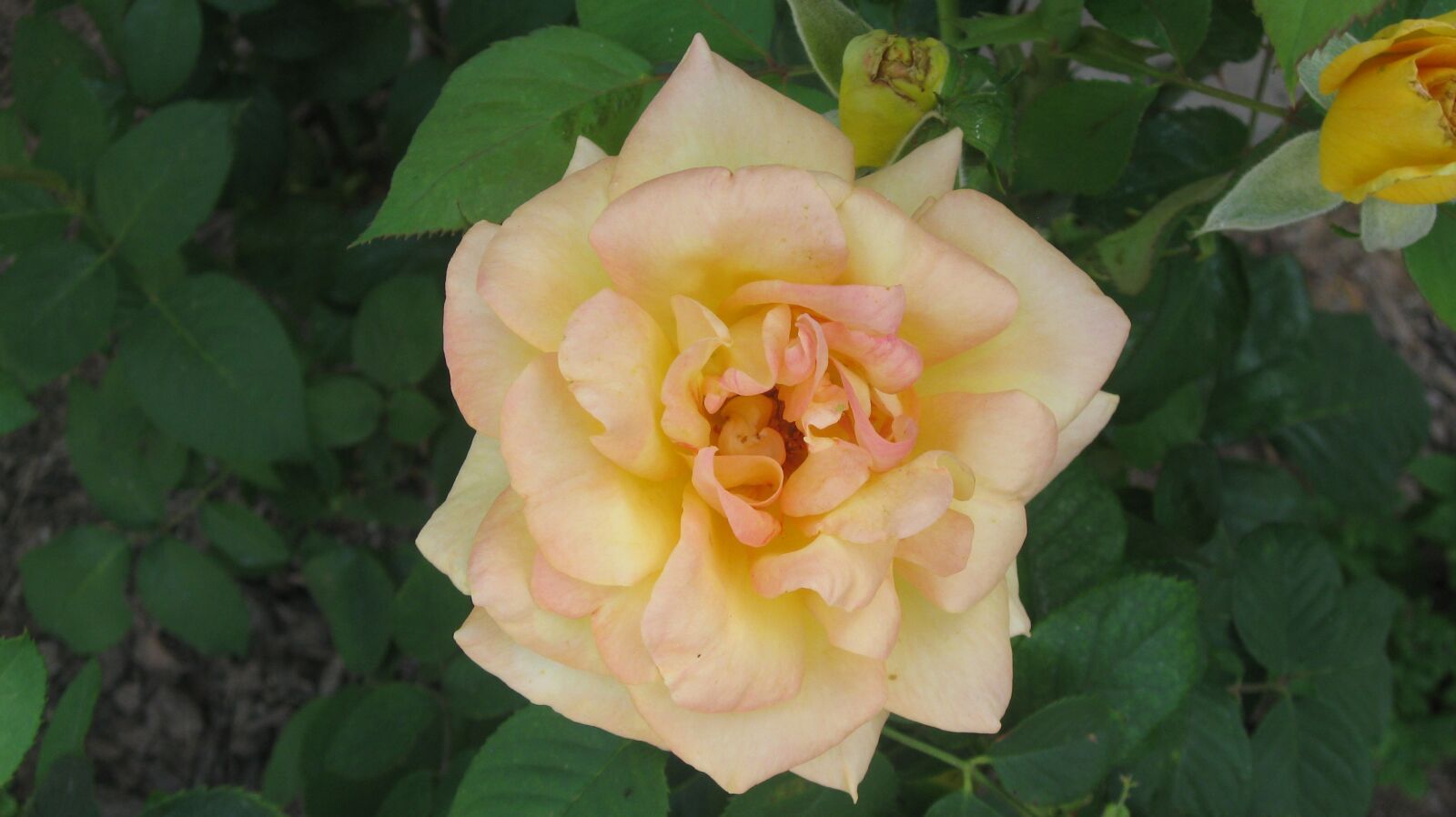 Canon PowerShot A590 IS sample photo. Rose, yellow, bloom photography