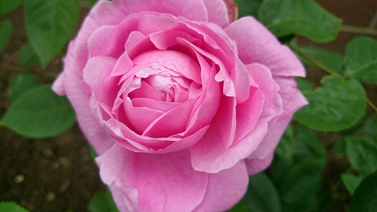 Sony Xperia Z1 Compact sample photo. Pink rose, flower, garden photography
