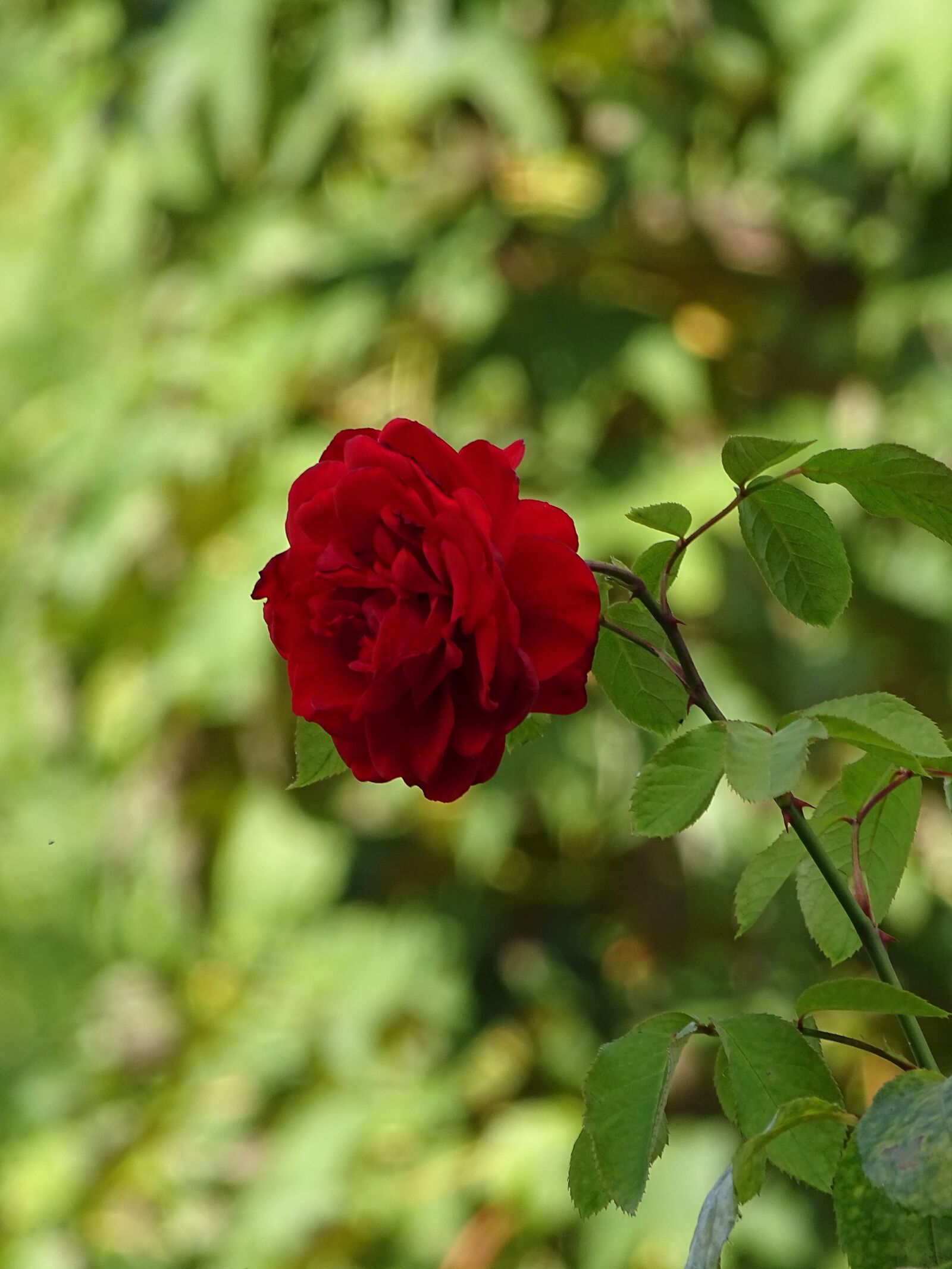 Sony Cyber-shot DSC-HX400V sample photo. Flower, rose, nature photography