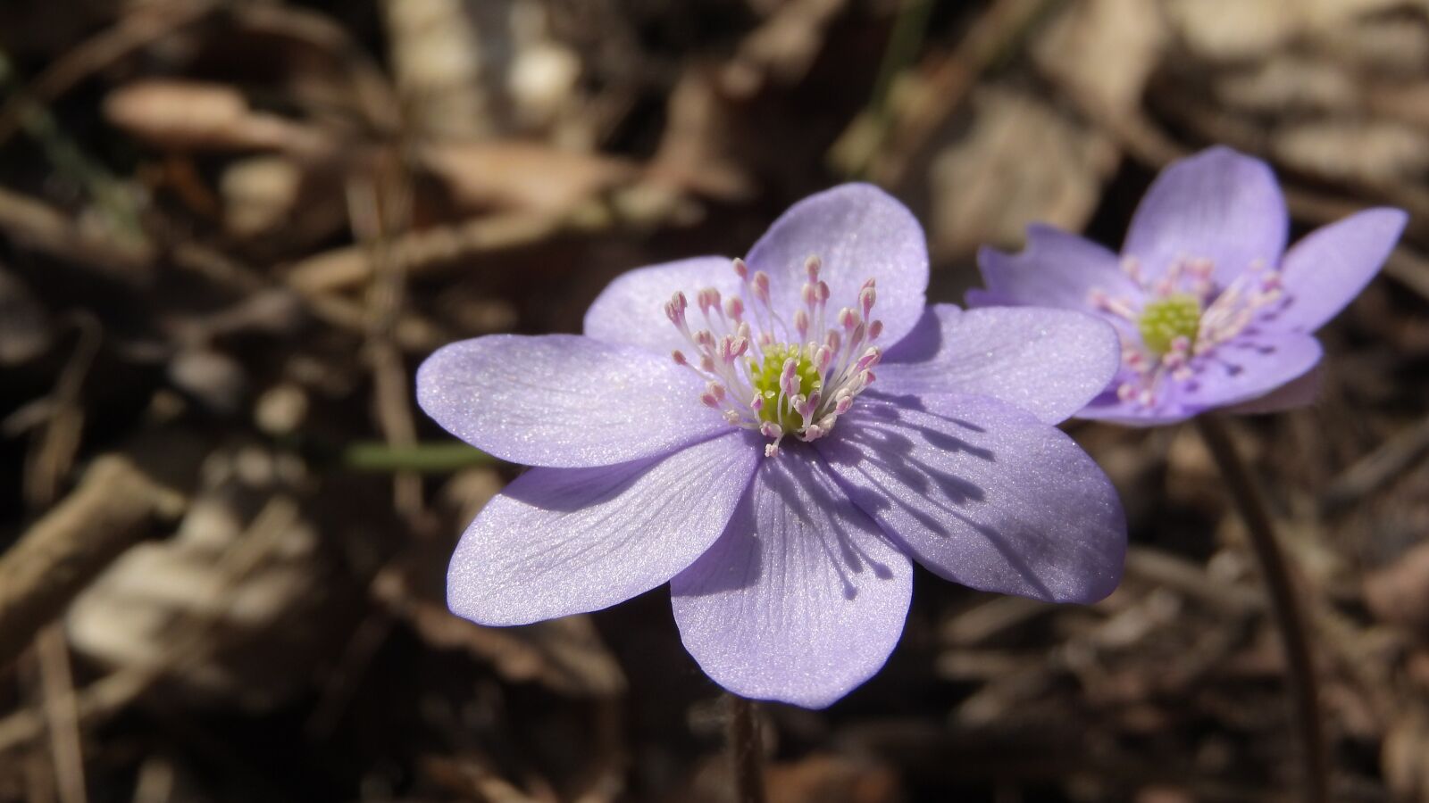Nikon Coolpix P610 sample photo. Hepatica nobilis, podl ka photography
