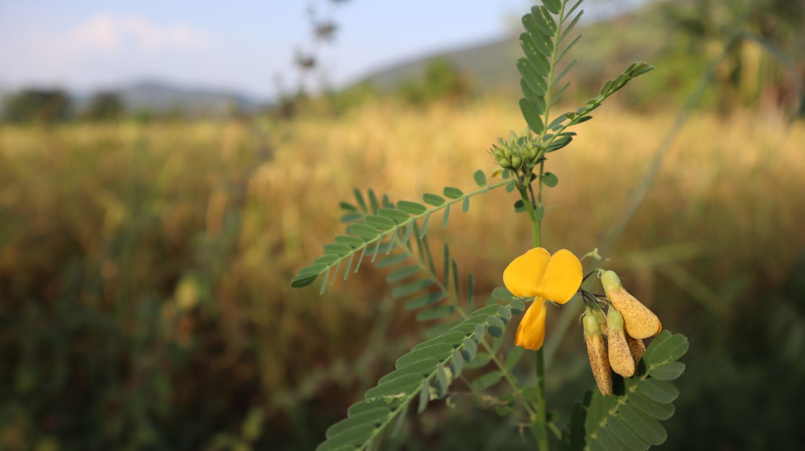 Canon EOS M50 (EOS Kiss M) sample photo. Grass, flower, tree photography