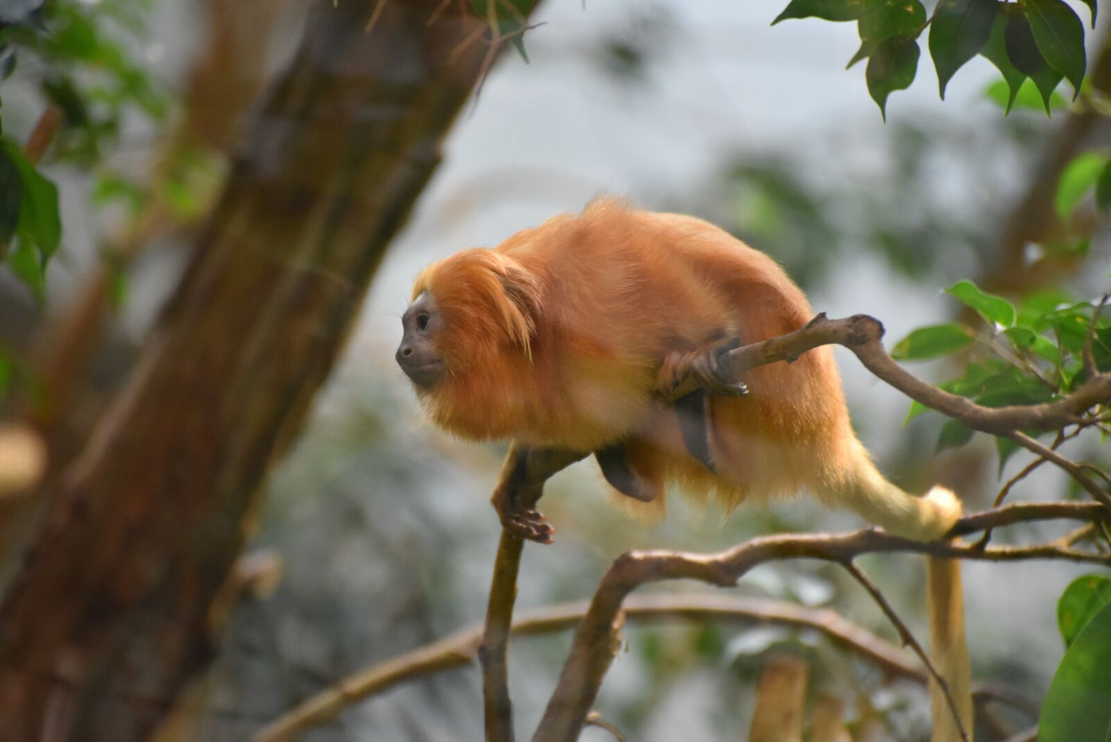 Nikon D750 sample photo. Monkey, tree, animal photography