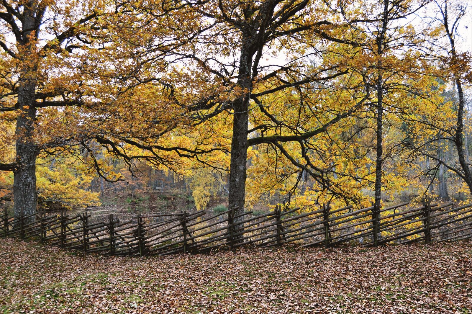 Nikon D3200 + Nikon AF-S DX Nikkor 18-55mm F3.5-5.6G II sample photo. Autumn, beautiful, fall, fence photography