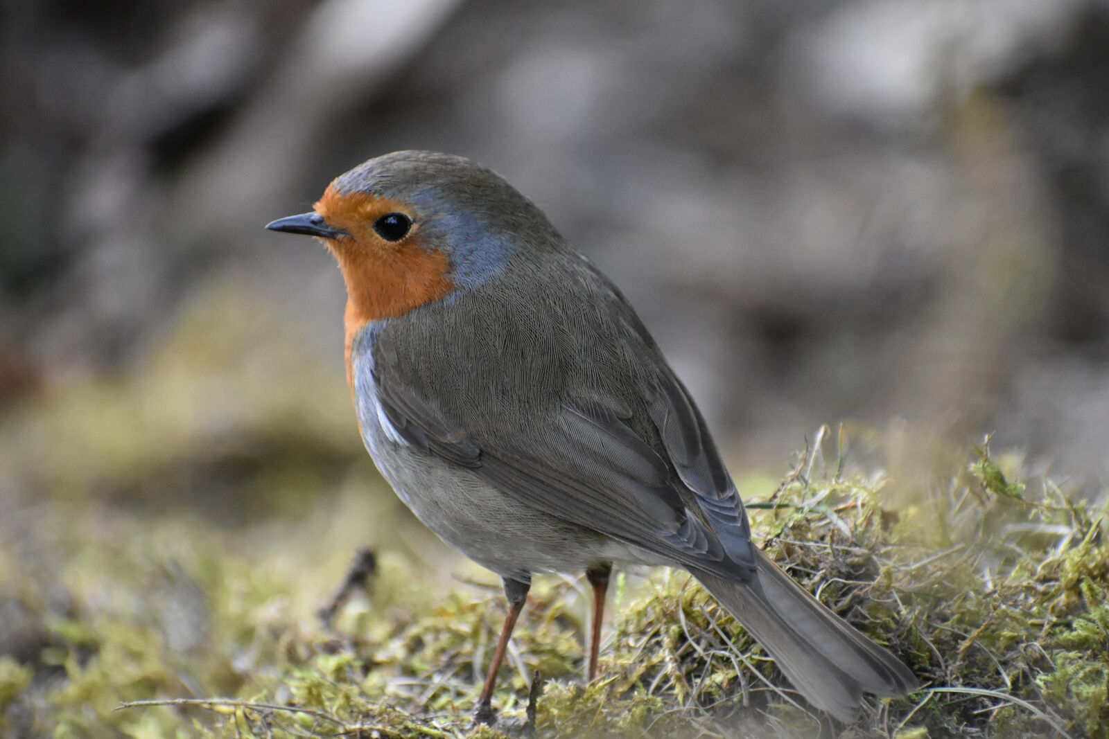 Nikon D3400 sample photo. Robin, bird, songbird photography