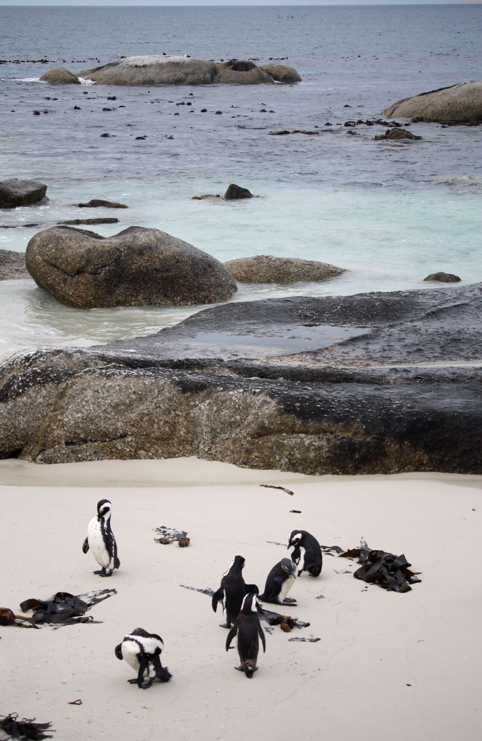 Canon EOS 450D (EOS Rebel XSi / EOS Kiss X2) sample photo. Penguins, south africa, sea photography