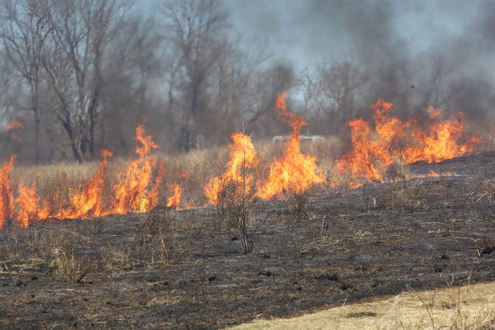 Canon EOS 5D Mark II sample photo. Fire, burn, field photography