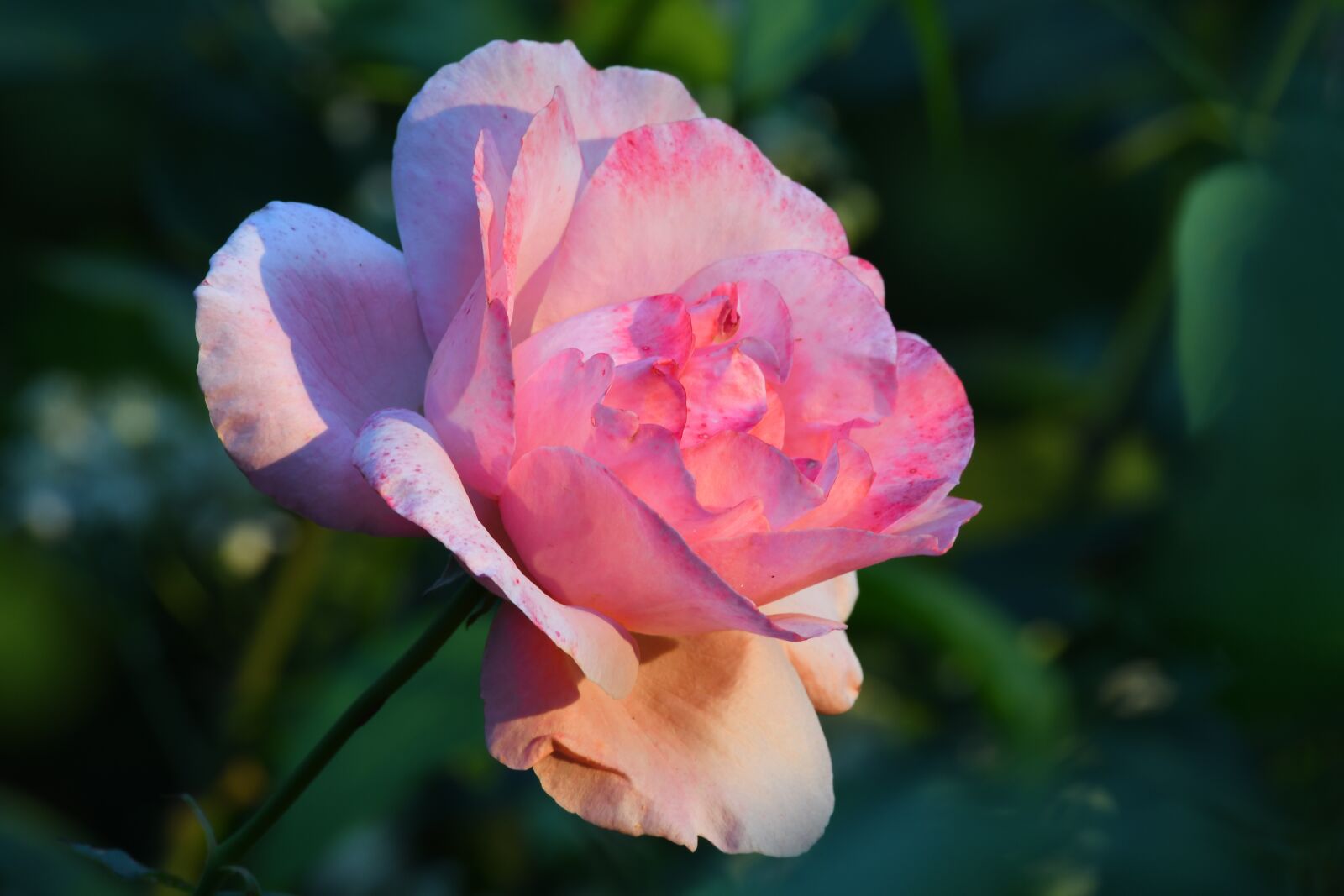 Nikon D7500 sample photo. Rosa, flower, nature photography