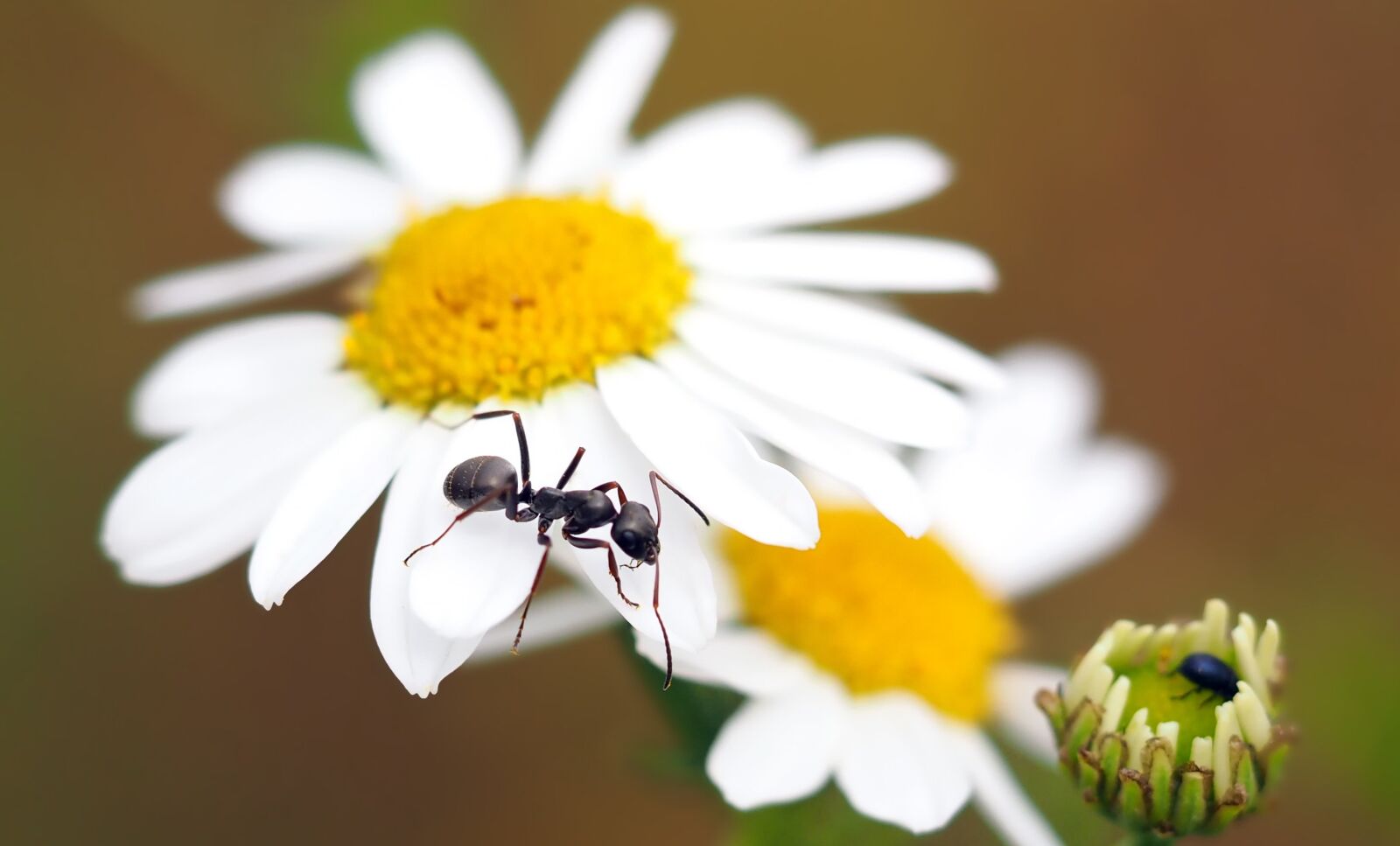Olympus M.Zuiko Digital ED 60mm F2.8 Macro sample photo. Ant, on chamomile flower photography