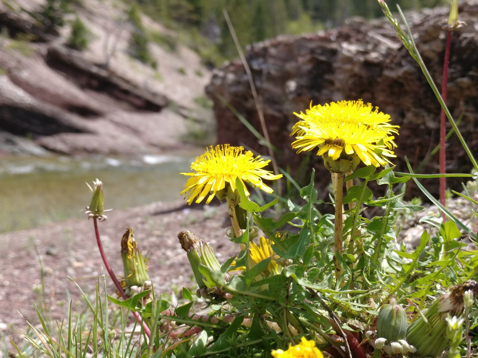 LG V20 sample photo. Plant, mountain, dandelion photography