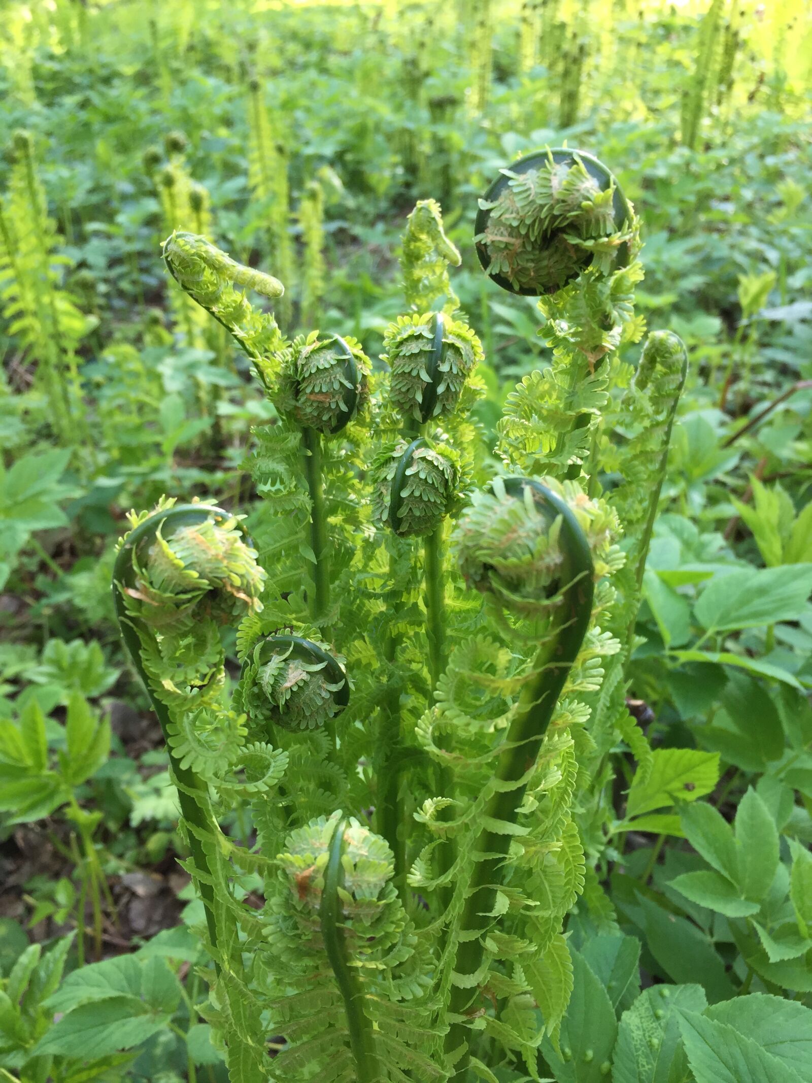 Apple iPhone 6 sample photo. Forest, fern, rostock photography