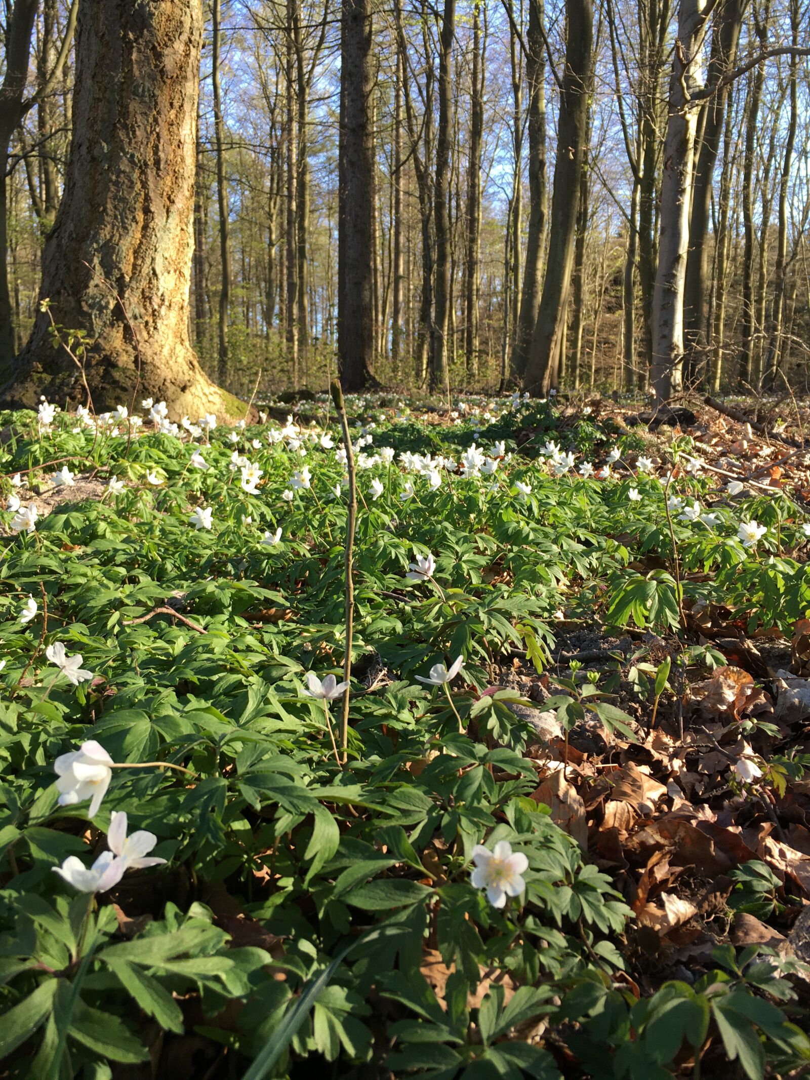 Apple iPhone 6s sample photo. Spring, b geskoven, stevns photography