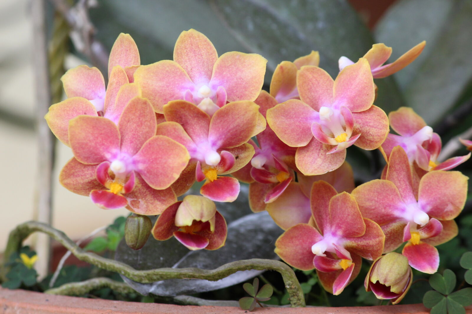 Canon EOS 700D (EOS Rebel T5i / EOS Kiss X7i) sample photo