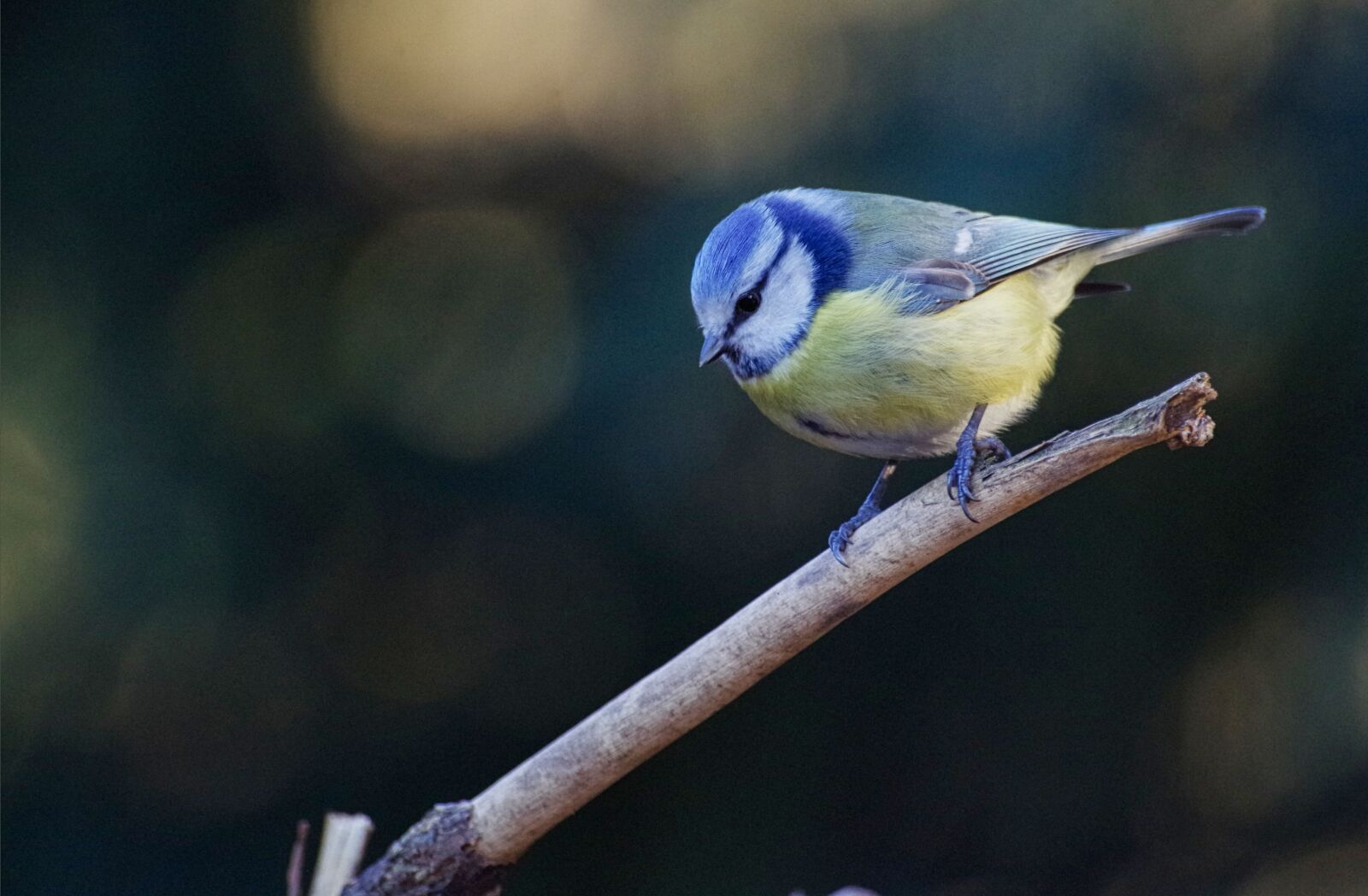 Pentax K-30 sample photo. Blue tit, songbird, garden photography