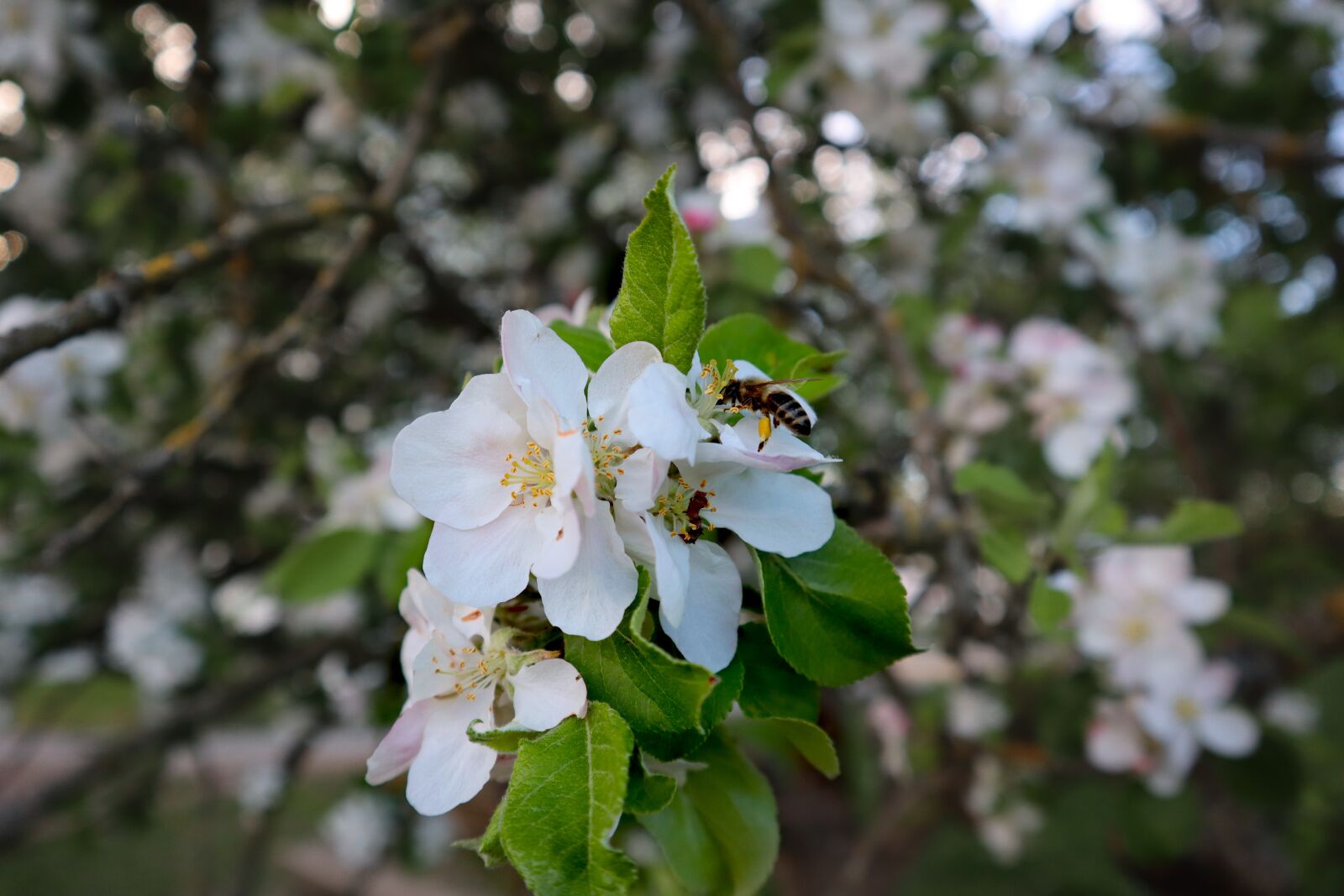 Canon EOS M50 (EOS Kiss M) sample photo. Bee, flower, blossom photography