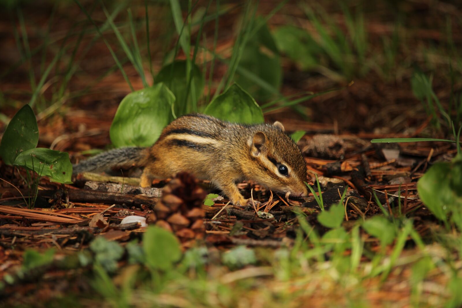 Canon EOS 100D (EOS Rebel SL1 / EOS Kiss X7) + Canon EF-S 55-250mm F4-5.6 IS STM sample photo. Chipmunk, small, rodent photography