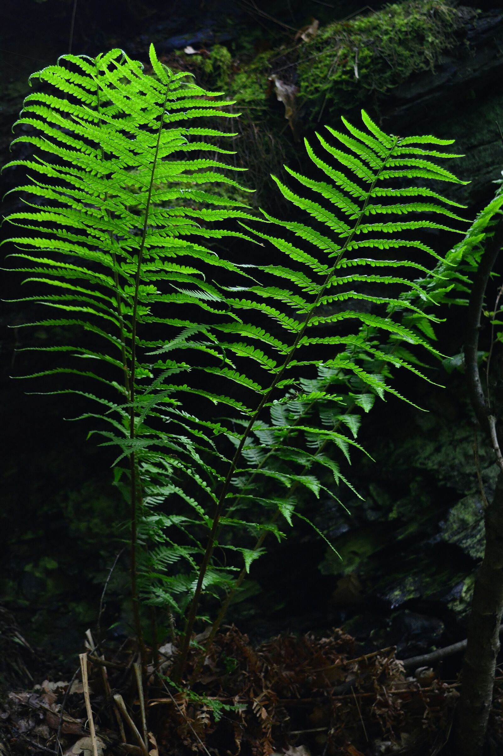 Nikon D5200 sample photo. Fern, rock, forest photography