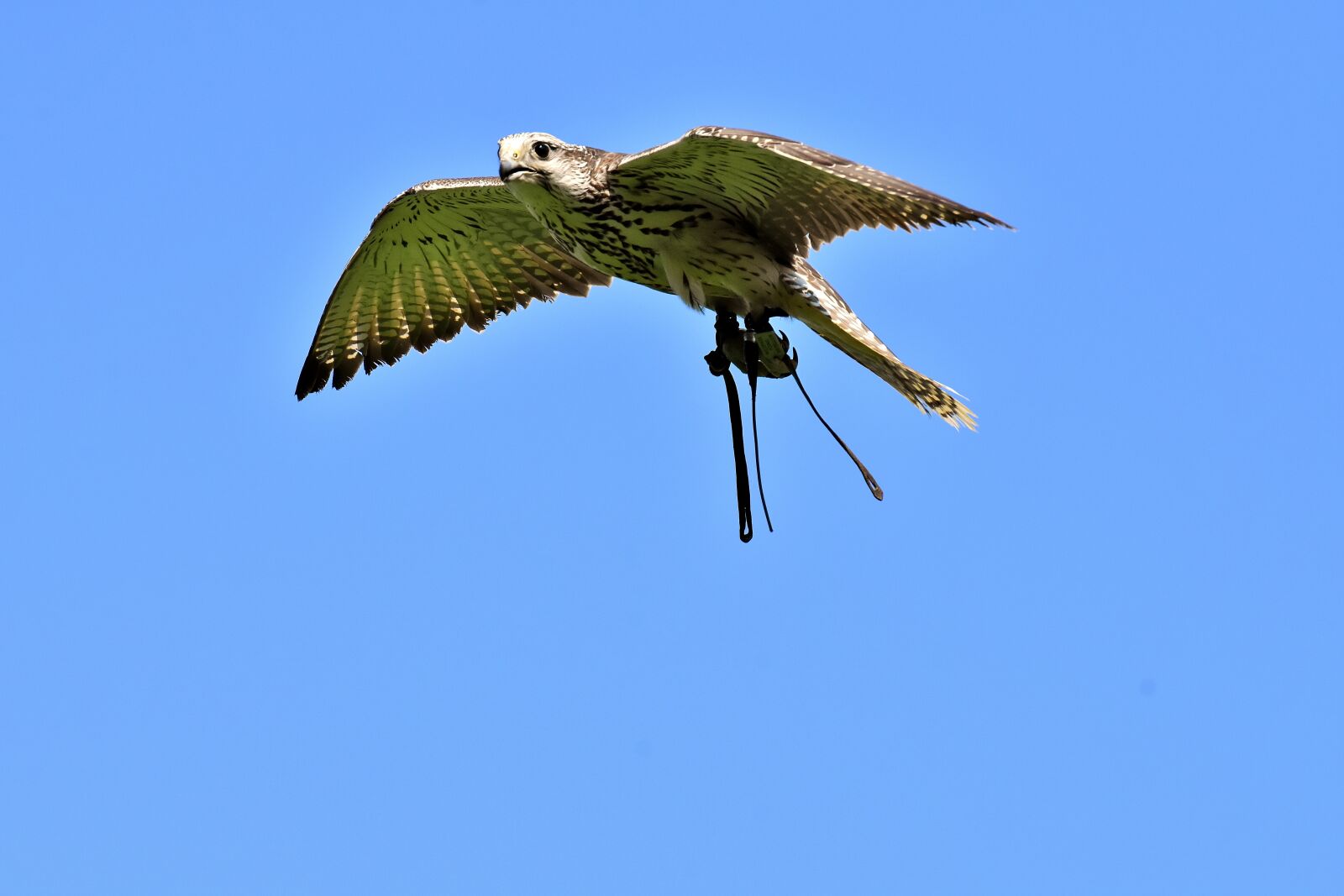 Nikon D7200 sample photo. Falcon, bird of prey photography