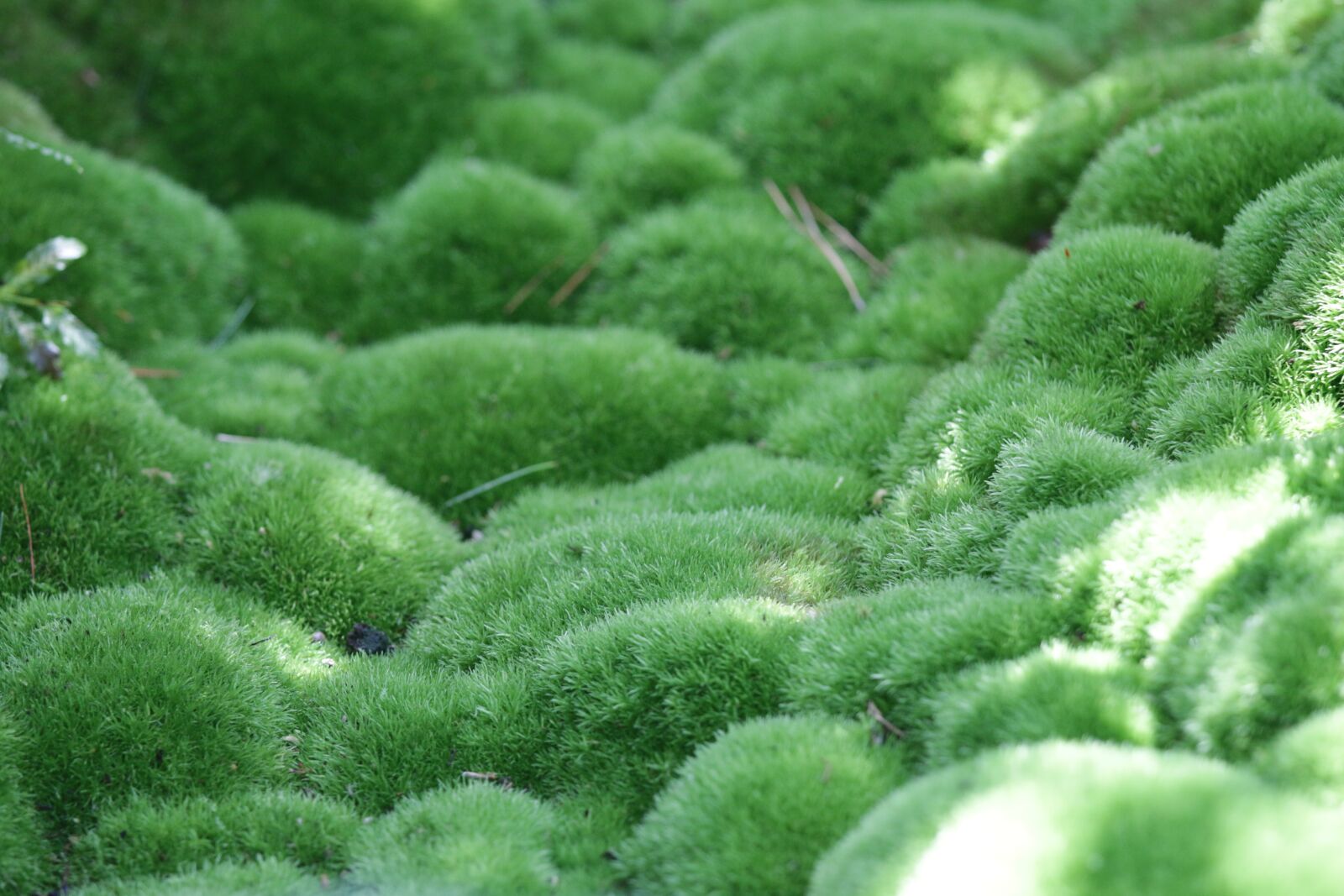 Canon EOS 70D sample photo. Moss, green, nature photography