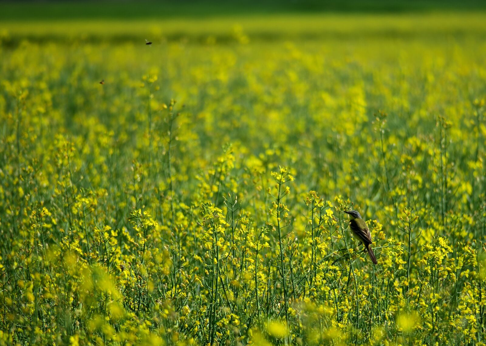 Canon PowerShot G3 X sample photo. Bird, field of rapeseeds photography
