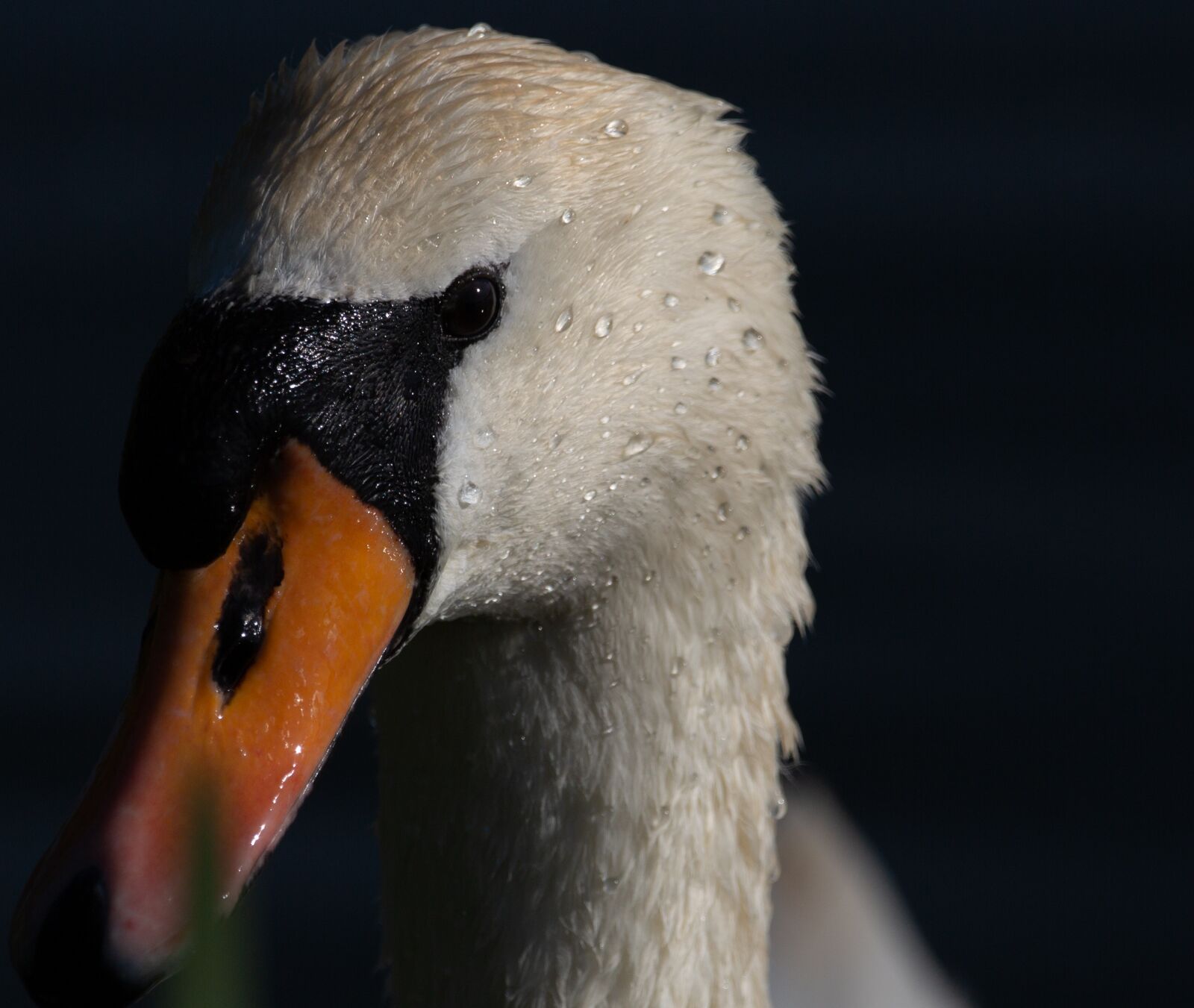 150-600mm F5-6.3 DG OS HSM | Contemporary 015 sample photo. Swan, lake, river photography